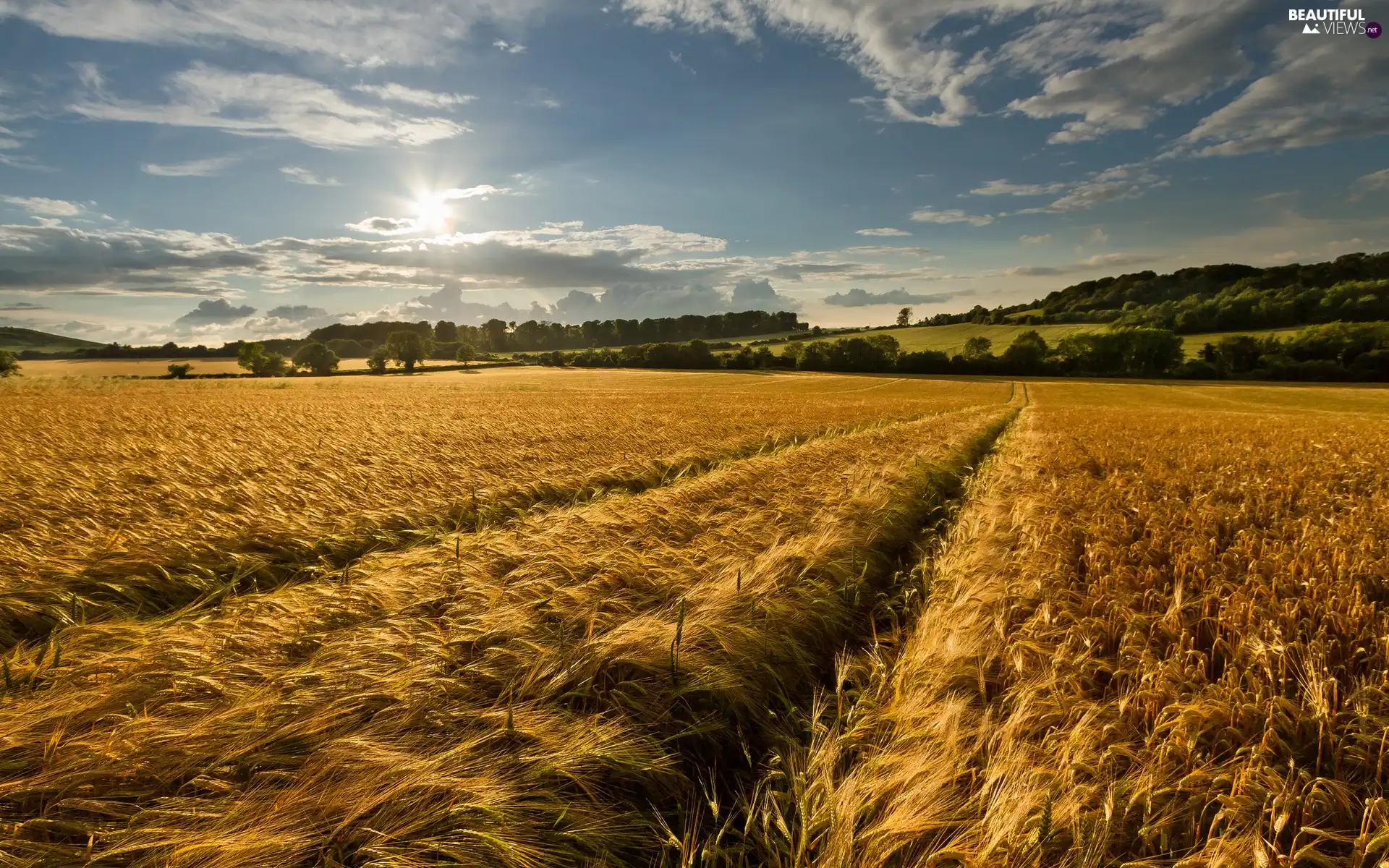 medows, field, rays, sun, woods, corn