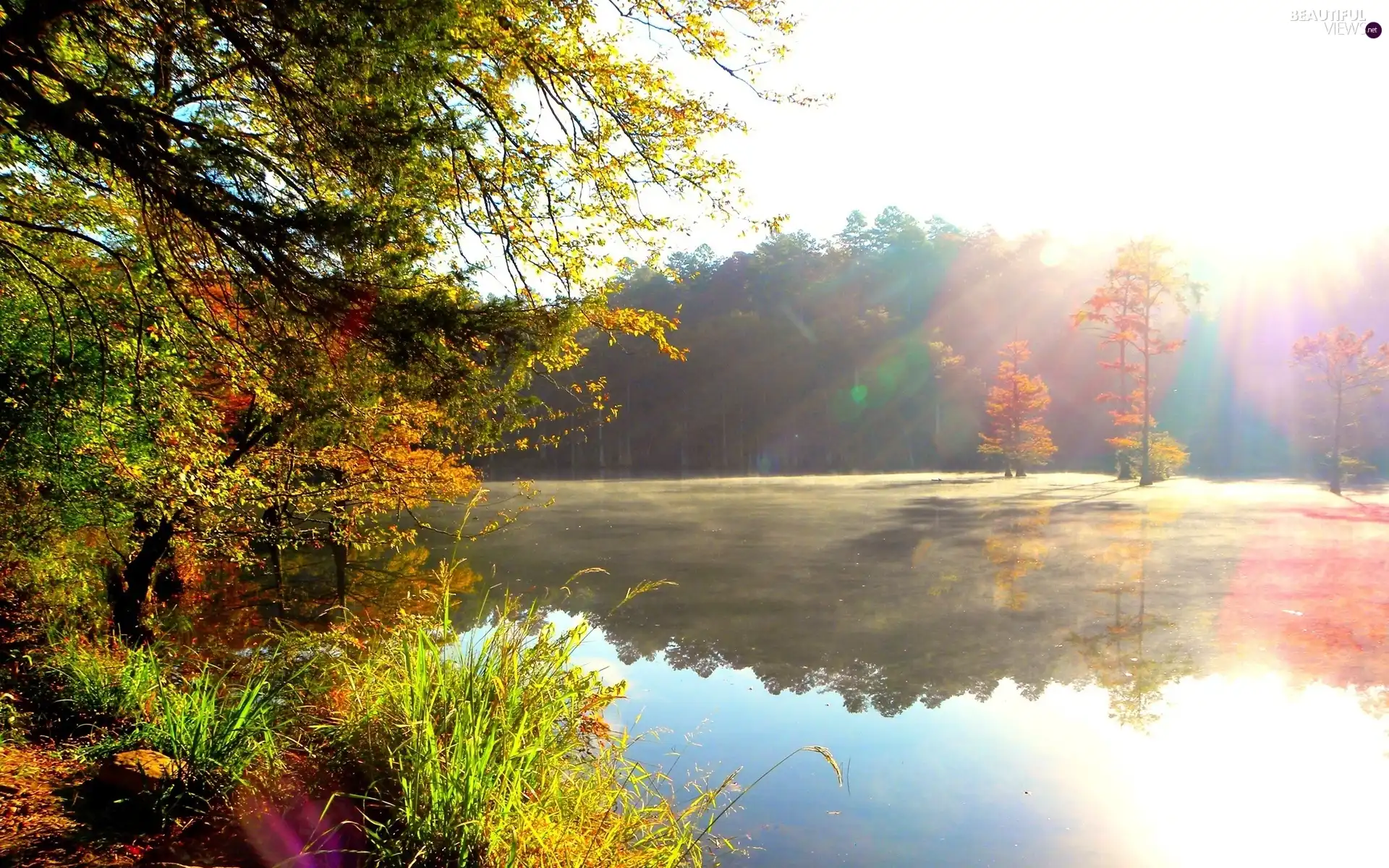 rays, sunny, trees, viewes, lake