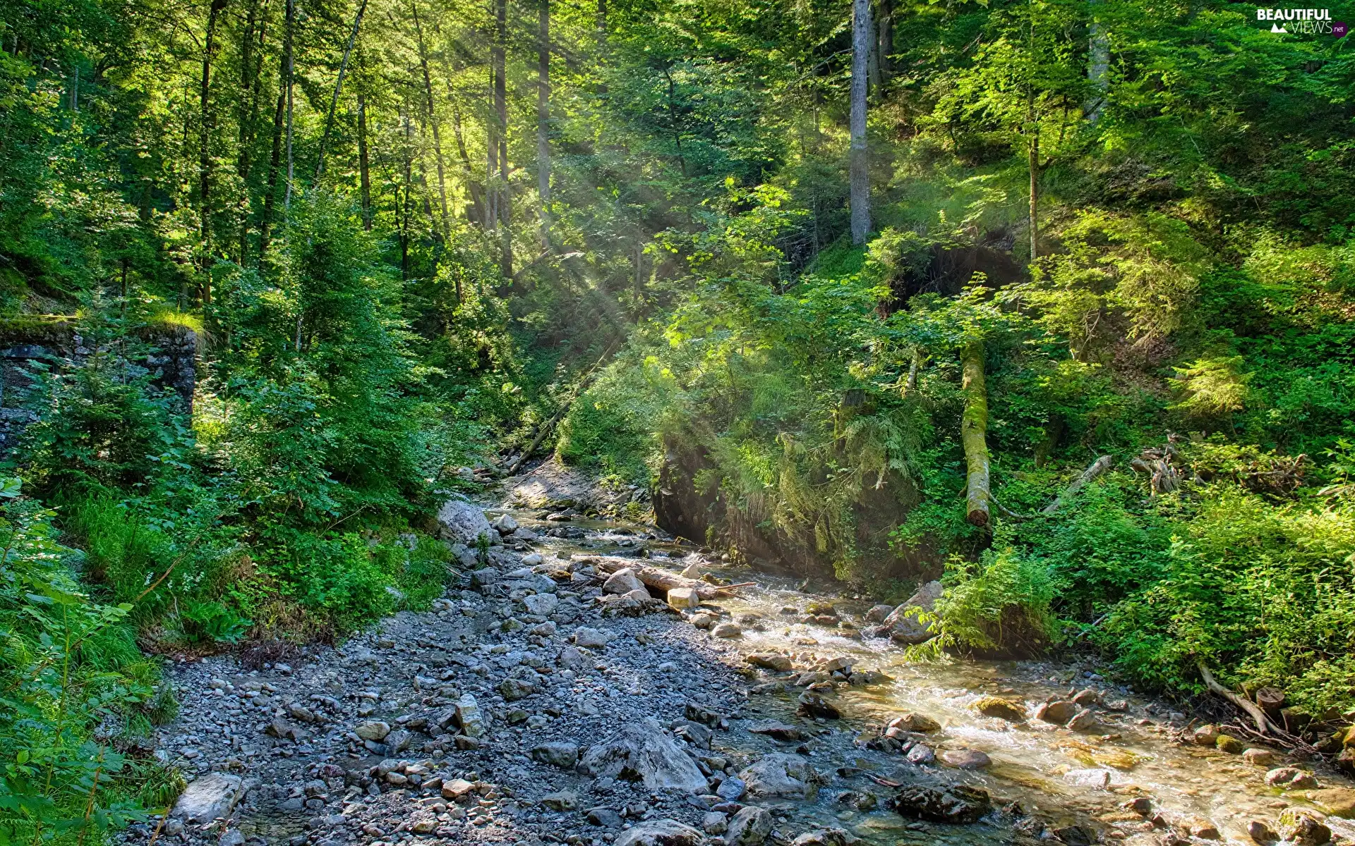 forest, trees, VEGETATION, viewes, light, Stones, flux, rays