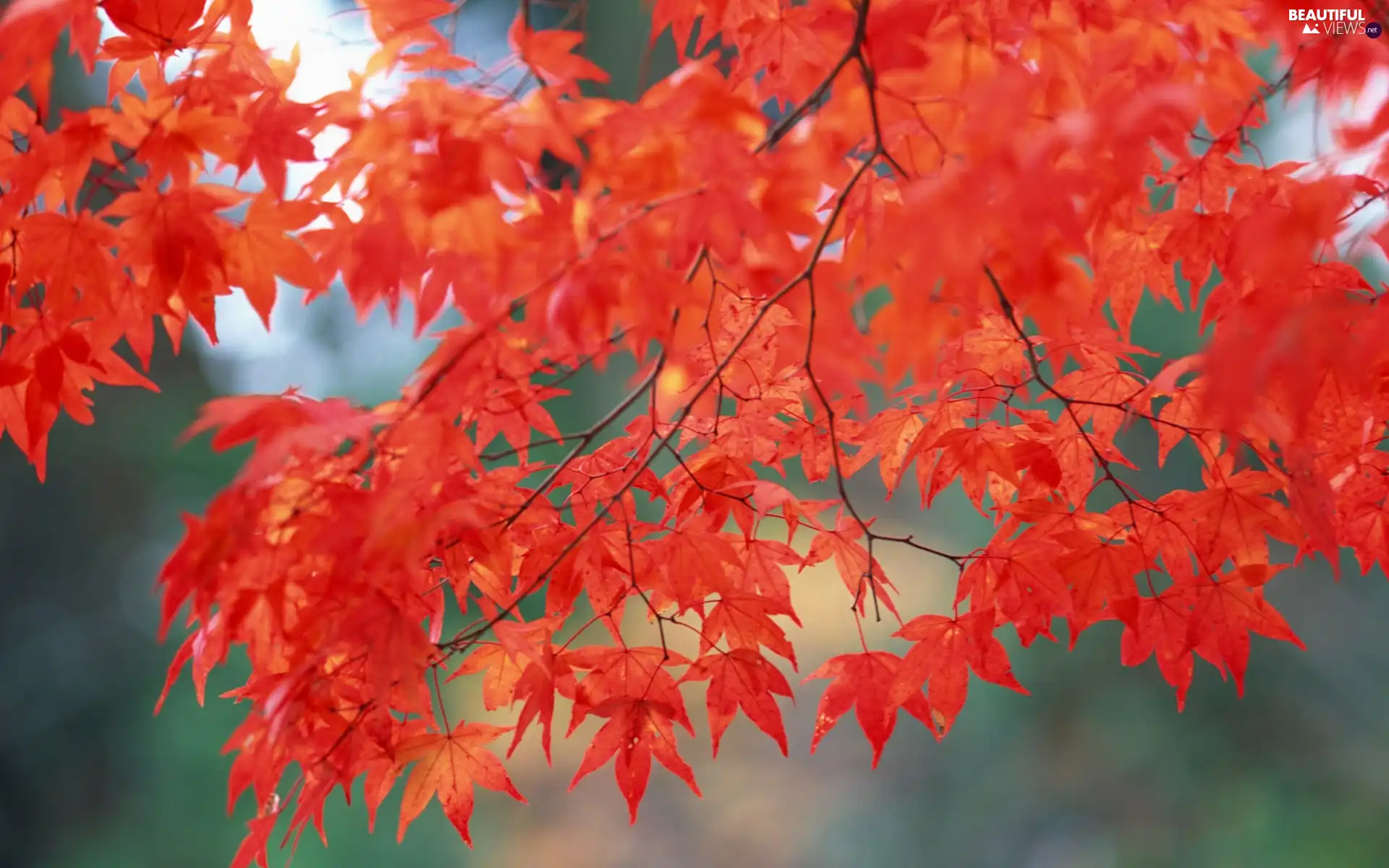 Red, Twigs, Leaf