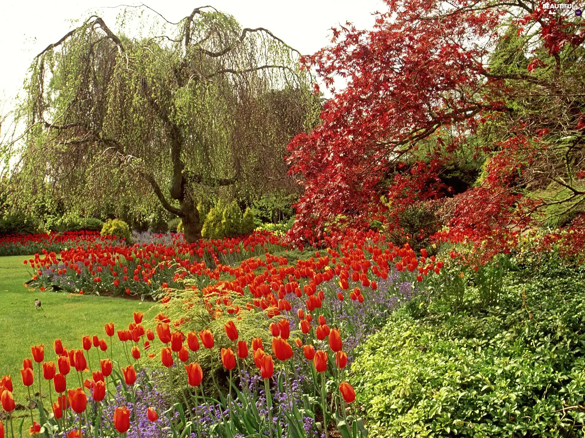 Red, Tulips, queen, Elizabeth, Park