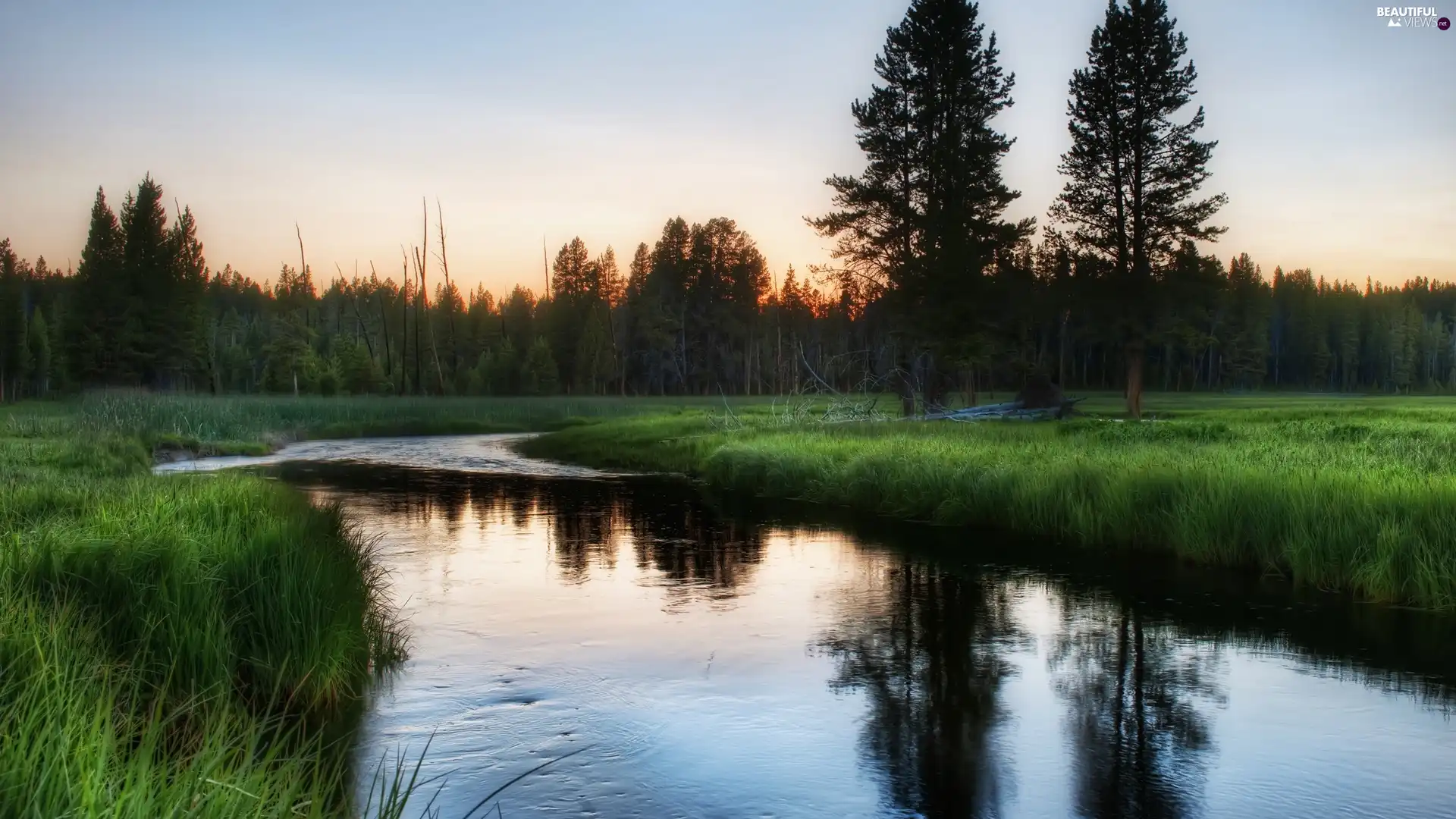 forest, River, reflection, Meadow