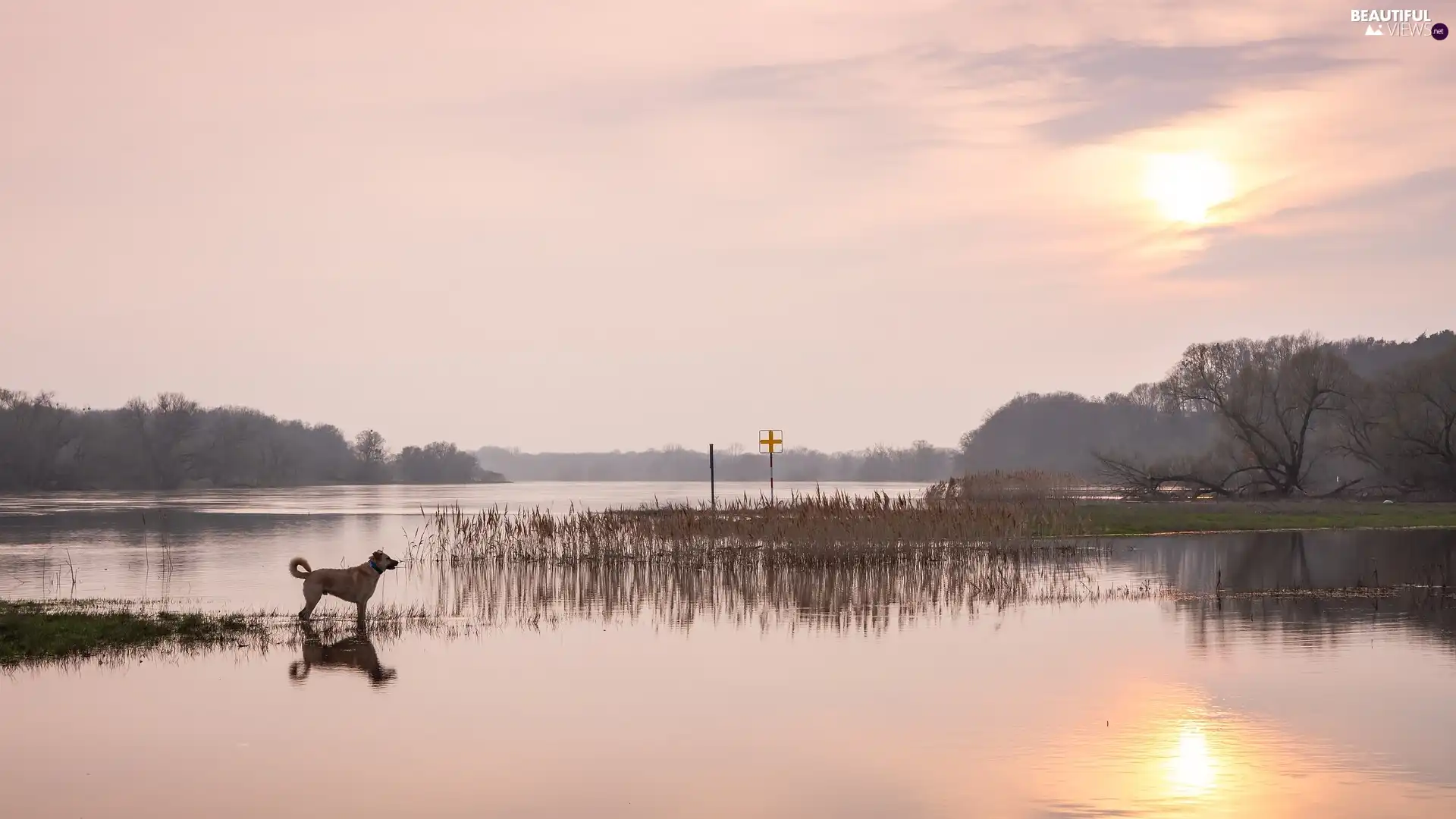 Sunrise, grass, dog, River