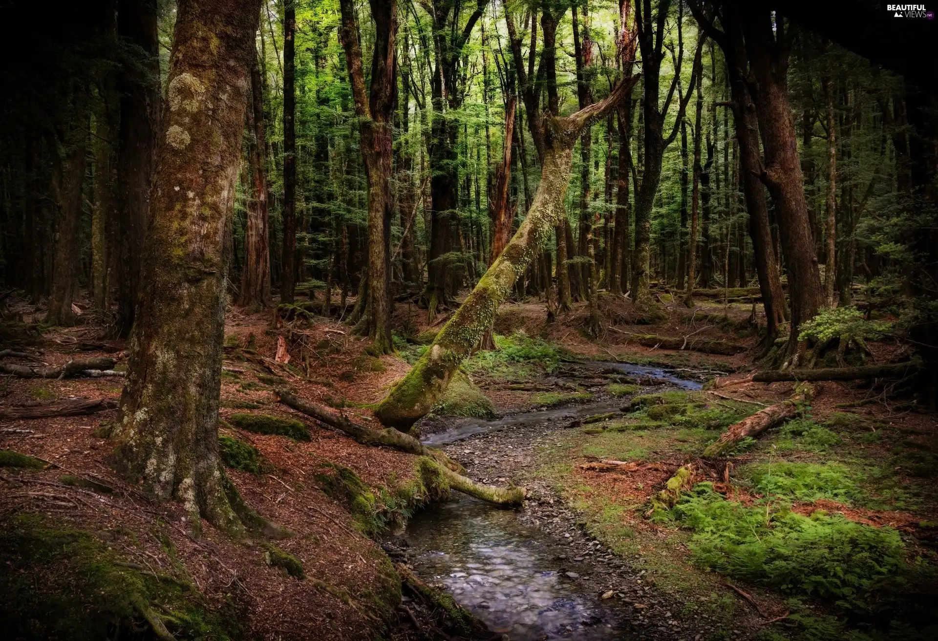 New Zeland, forest, River