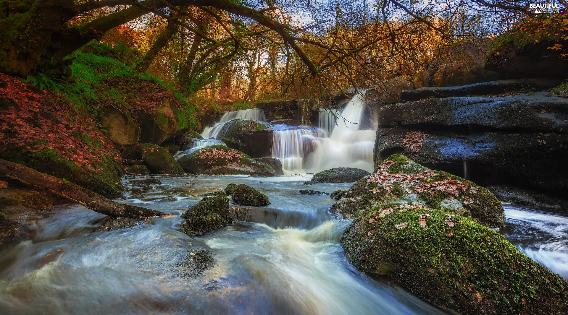 viewes, River, autumn, mossy, Stones, trees, forest, rocks