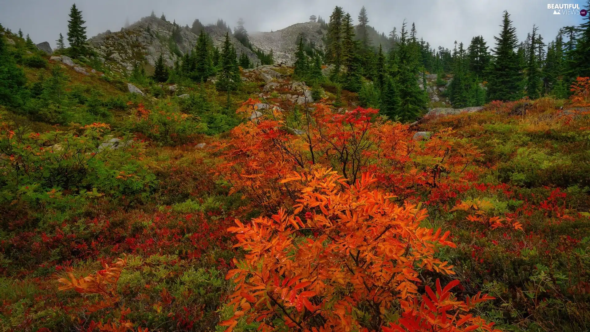 rocks, Fog, viewes, color, trees, The Hills, autumn, Bush