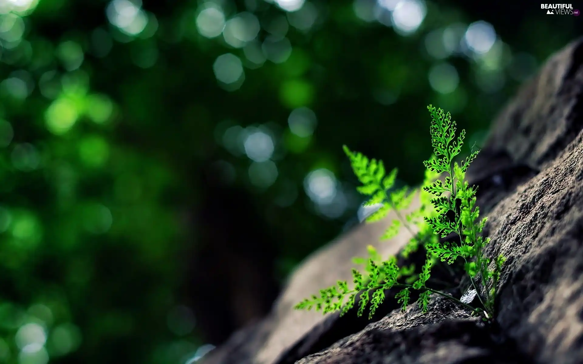 Rocks, Close, plant