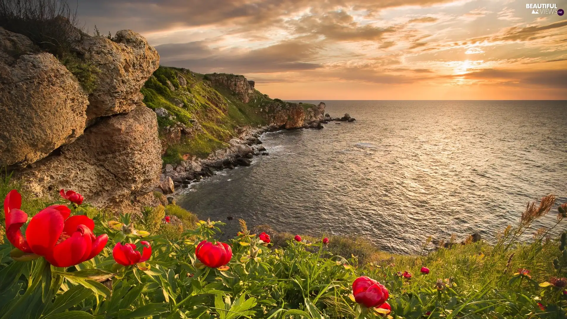 sea, Coast, Peonies, rocks