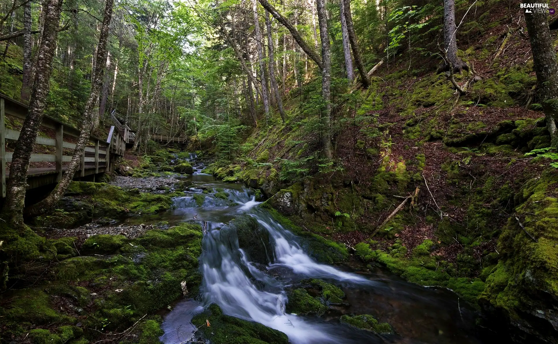 brook, forest, mossy, rocks, Platform, stream