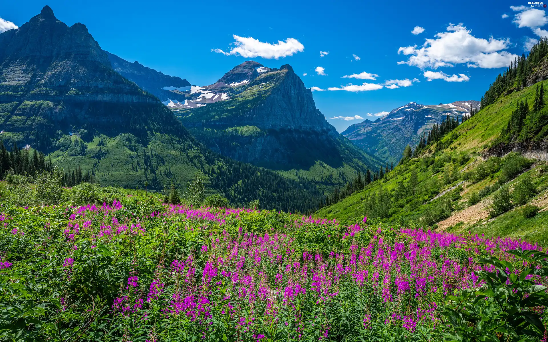 Glacier National Park, rocky mountains, Flowers, trees, Meadow, Montana, The United States, viewes