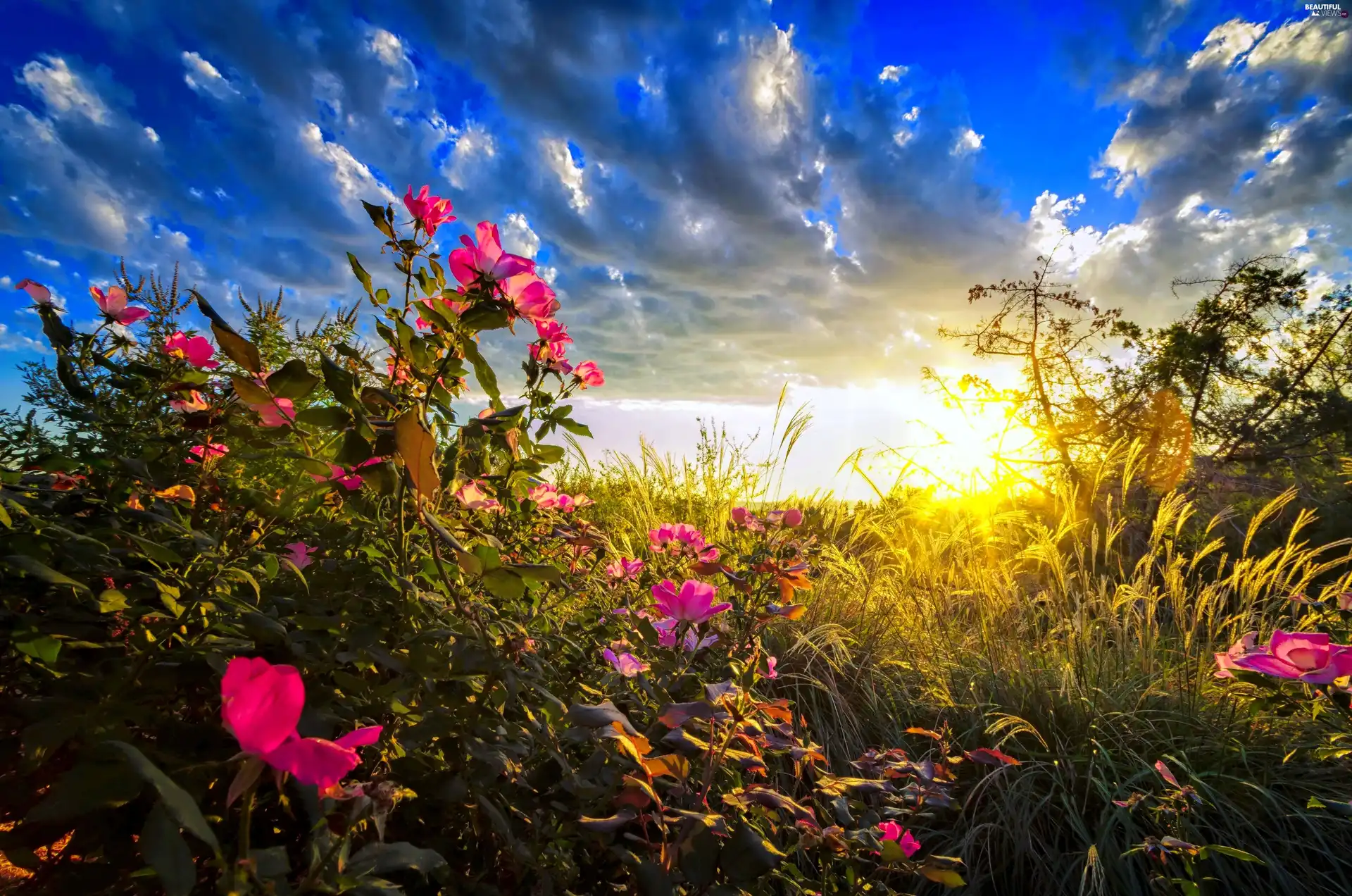 Sky, Sunrise, roses, clouds Beautiful views wallpapers 4000x2649