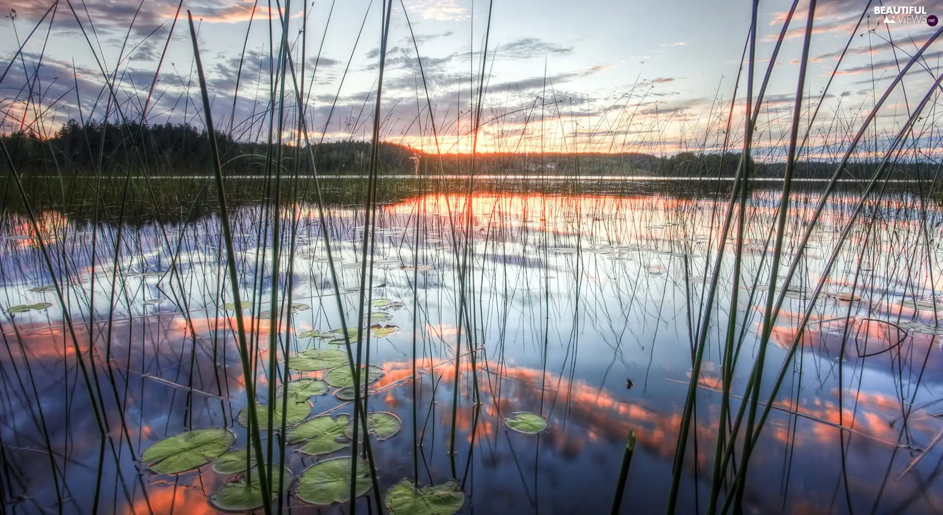 east, lake, rushes, sun