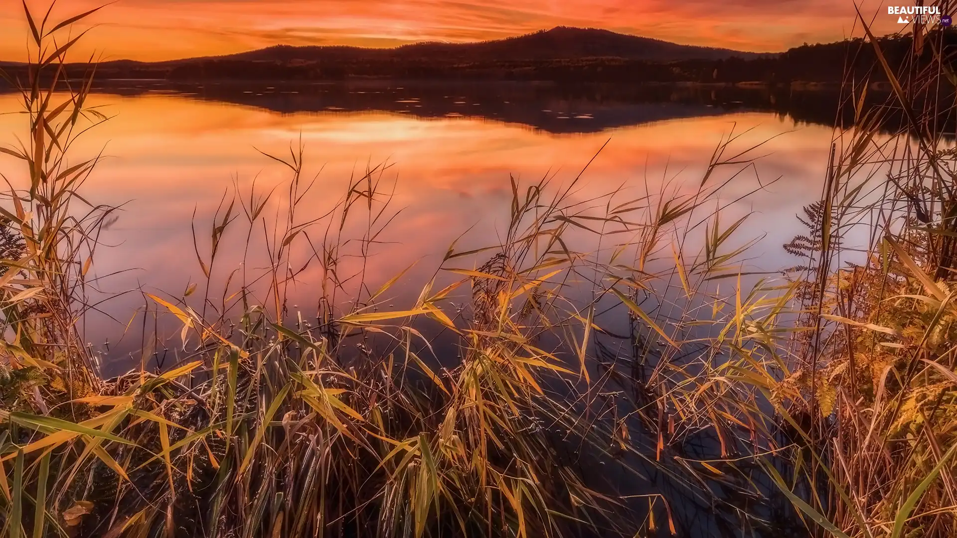 rushes, lake, grass