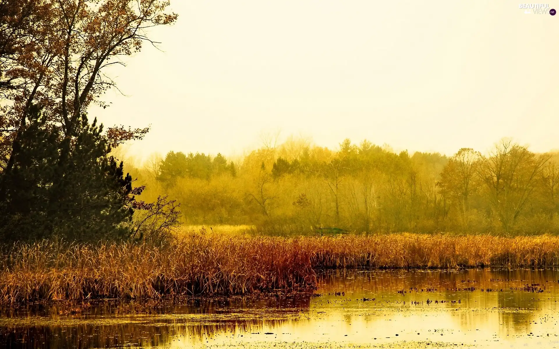 lake, sun, rushes, east