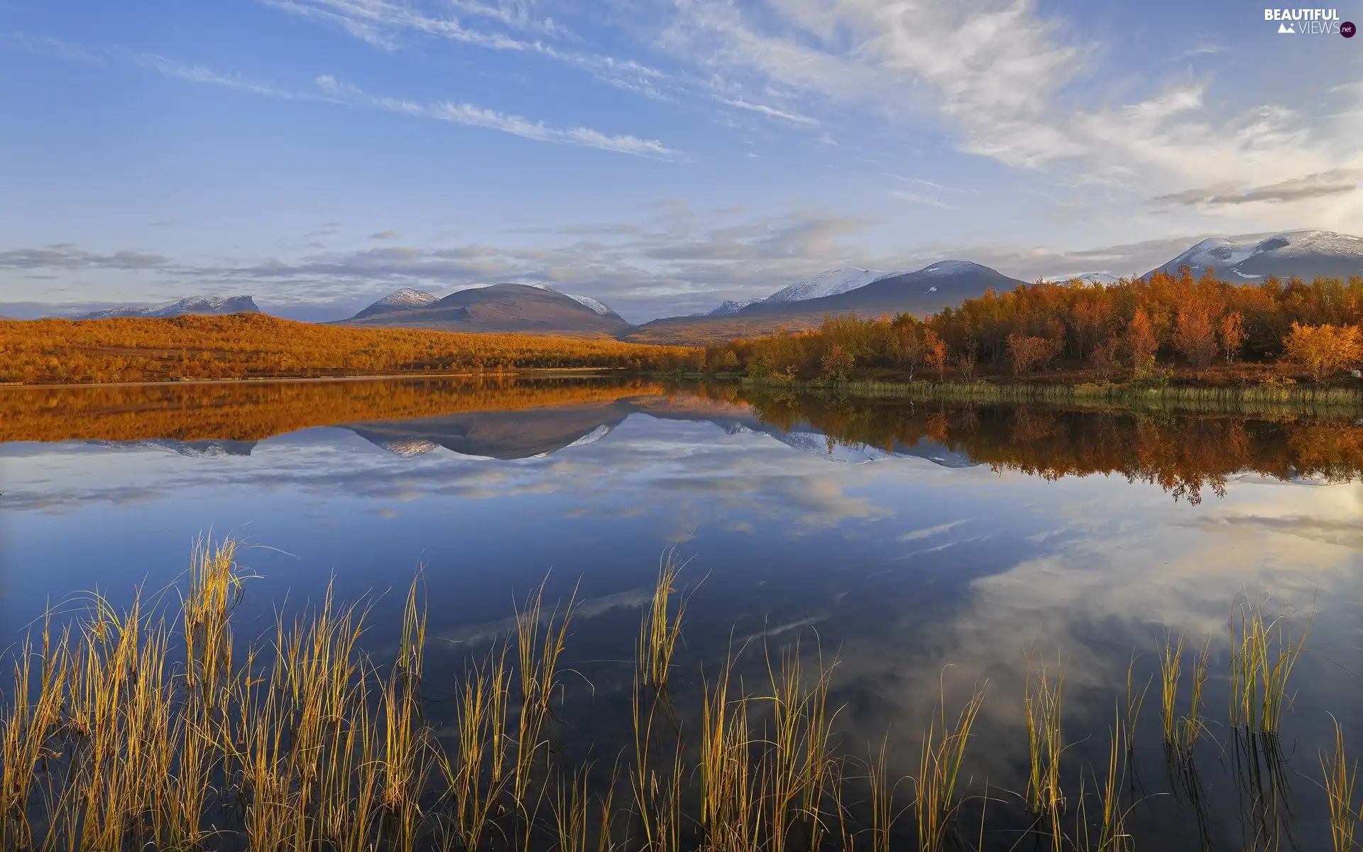 lake, viewes, rushes, trees