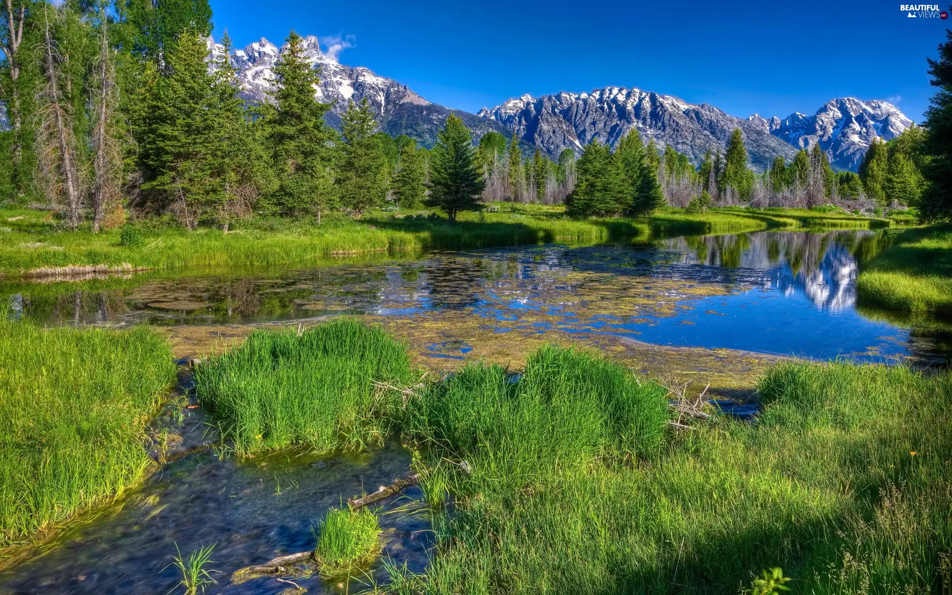 Mountains, lake, rushes, forest