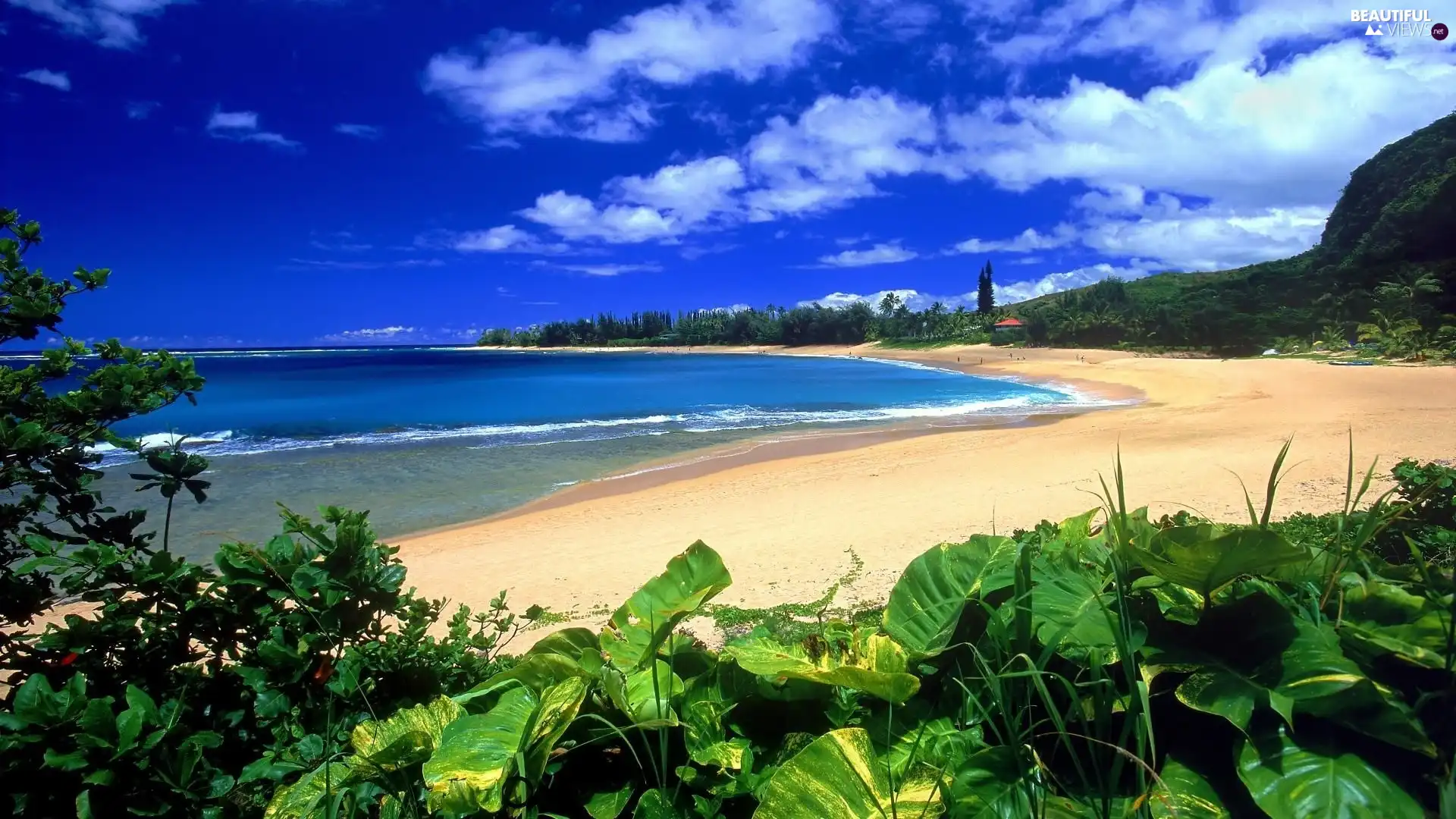 Leaf, water, Kauai, Sand, Aloha State Hawaje