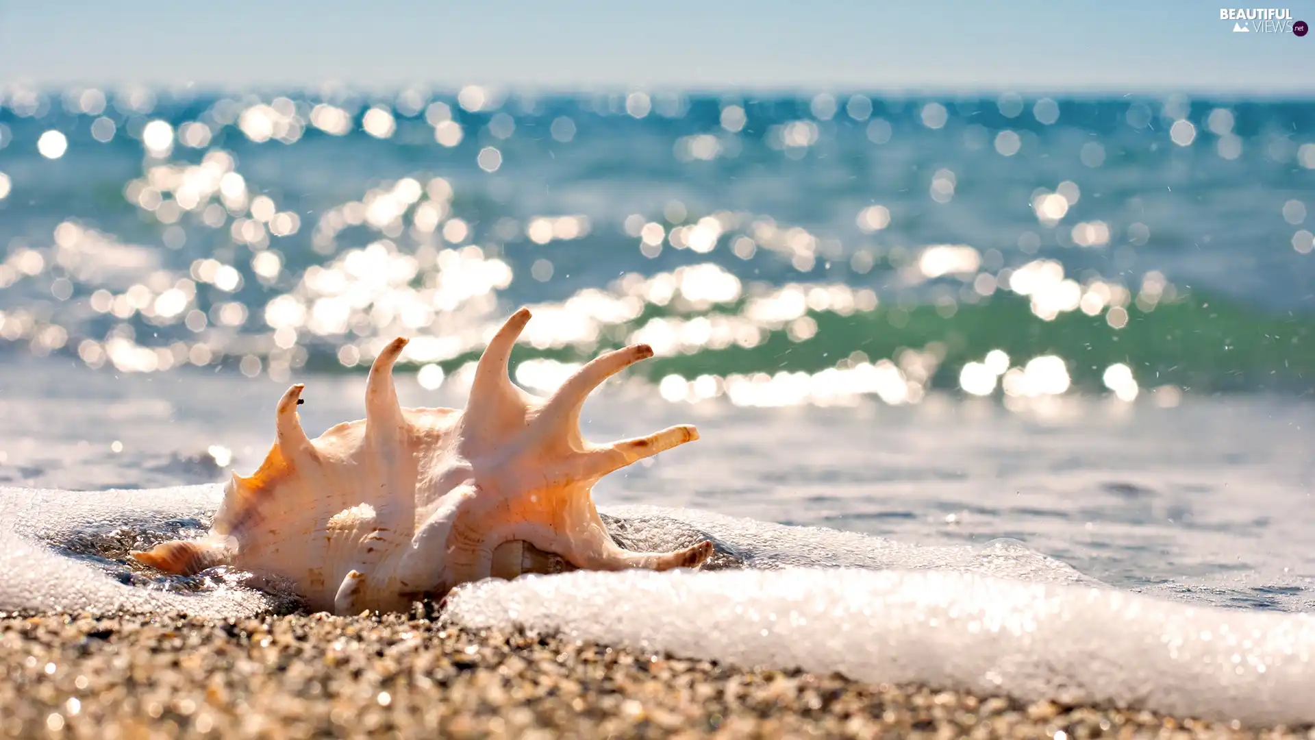 giant, shell, Sand, sea, Beaches, conch