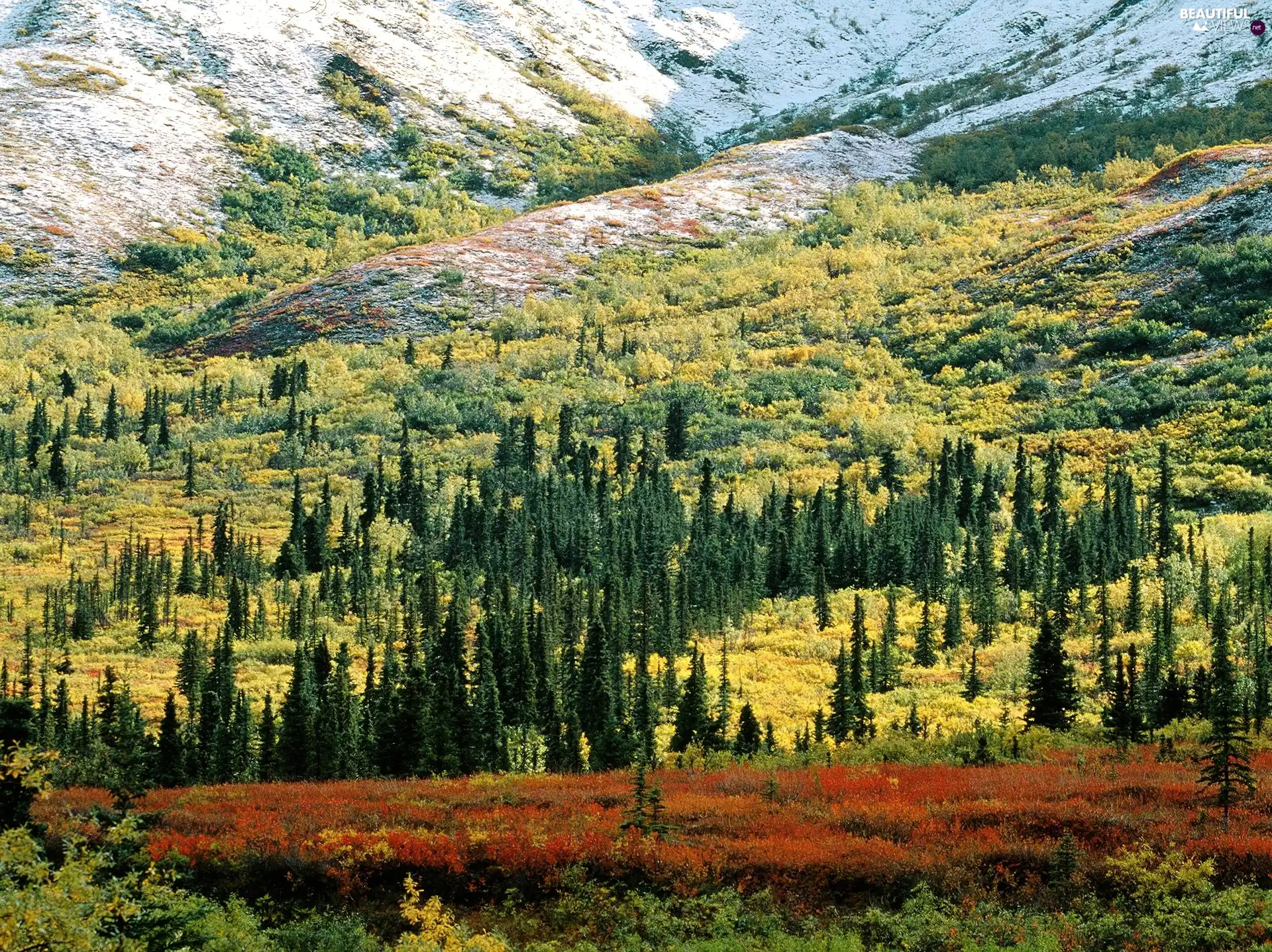 scrub, Mountains, forest