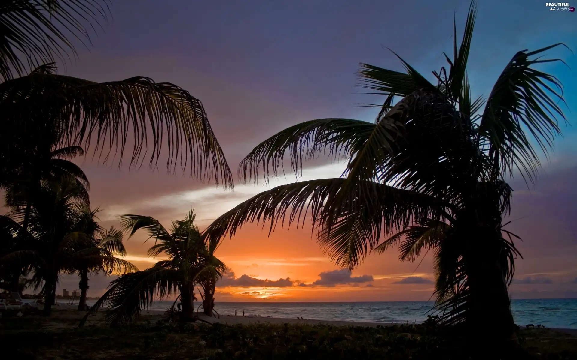 sea, Palms, Beaches