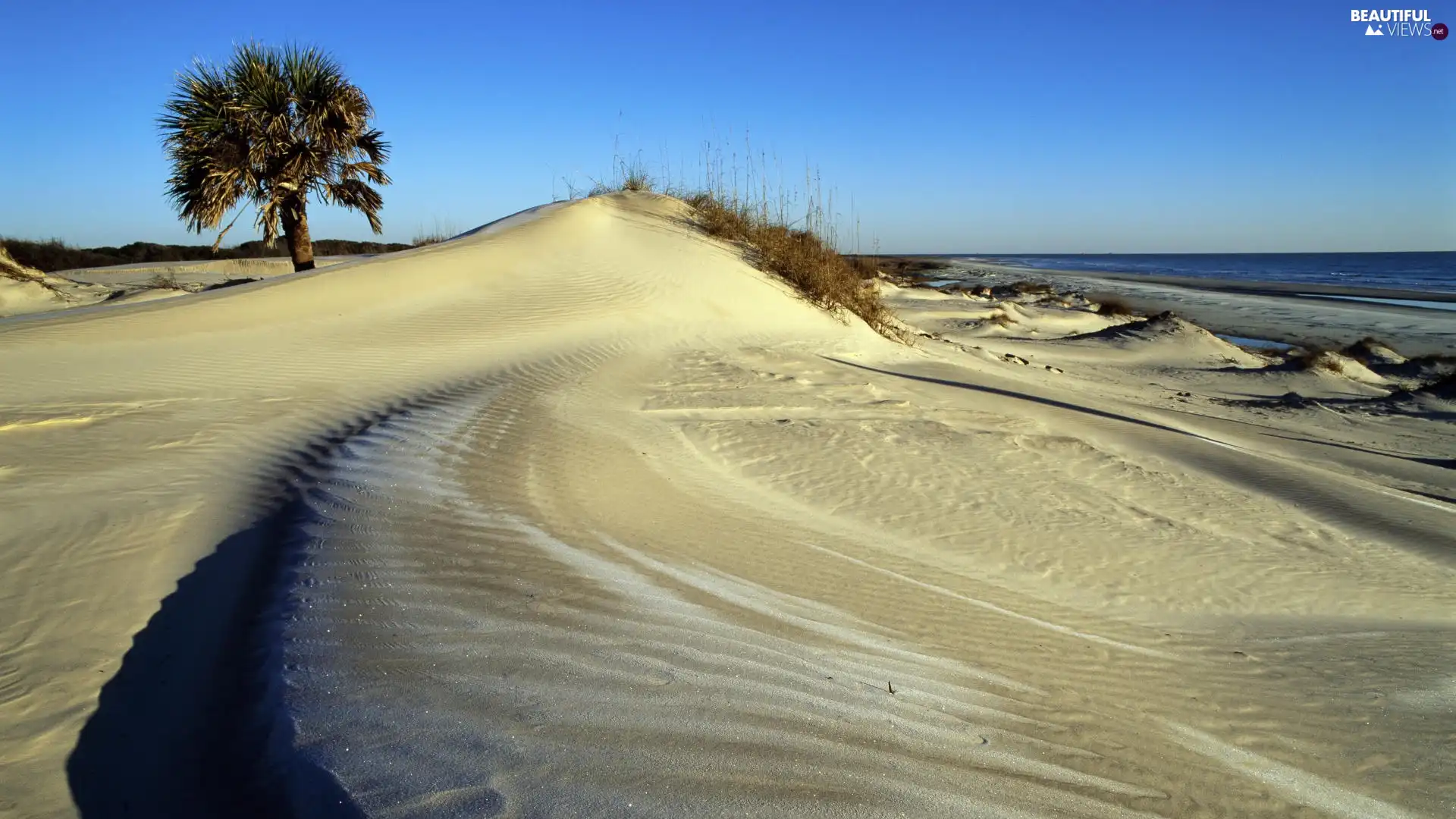 sea, Palm, Beaches, Dunes, Wild