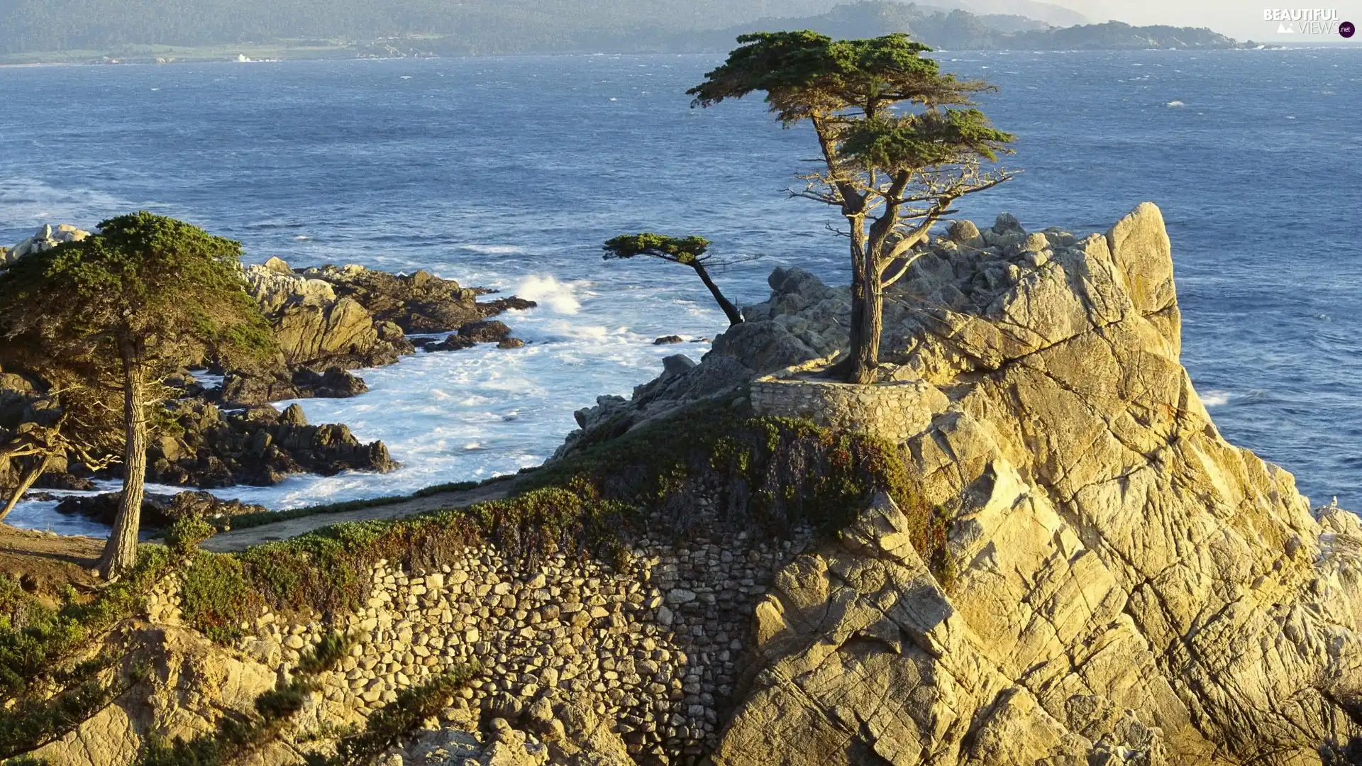 sea, rocks, Sapling