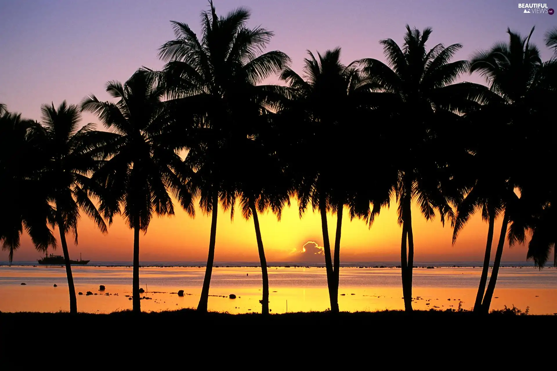 Great Sunsets, Palms, sea