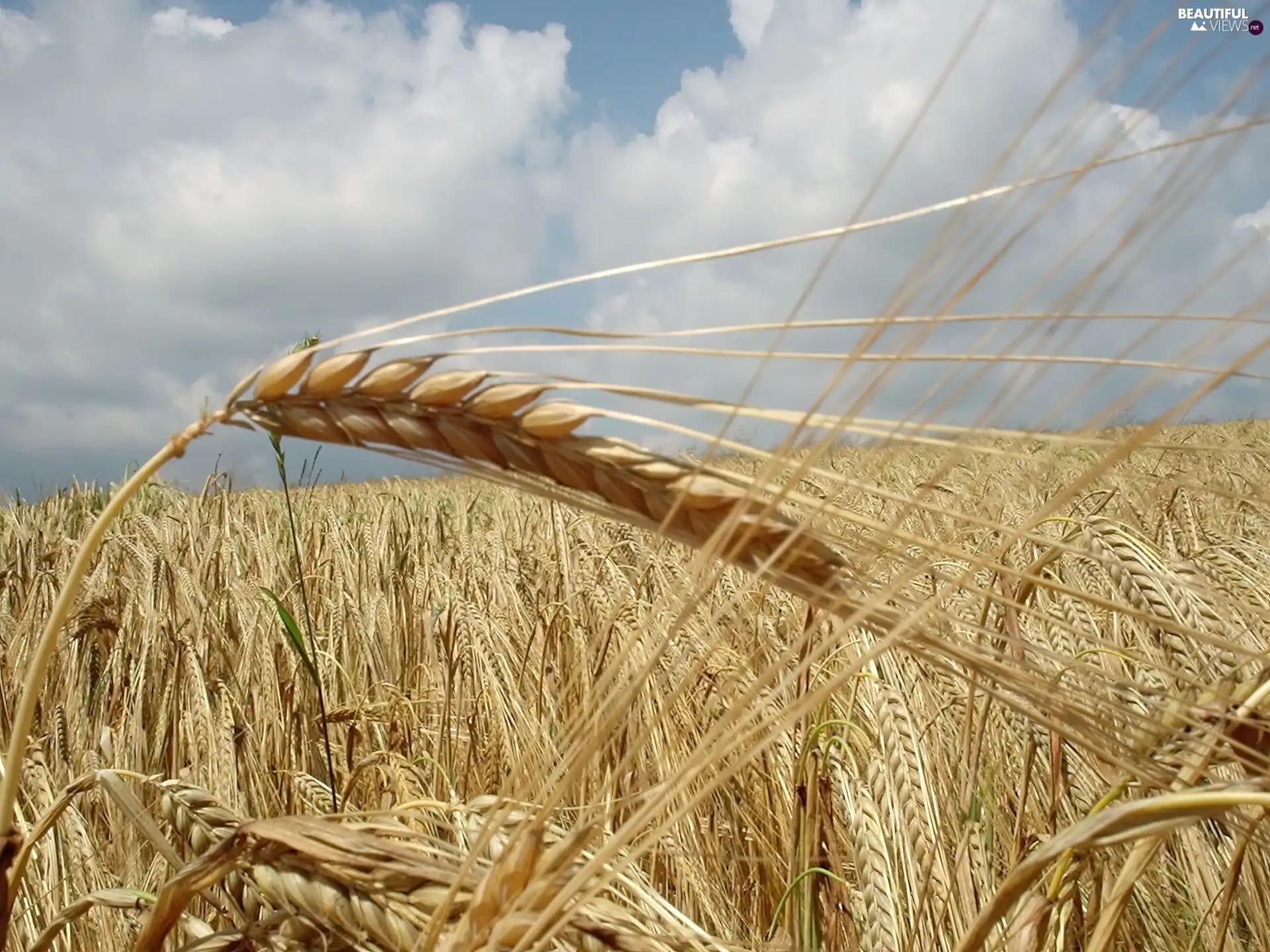 harvest, corn, seed, Ears