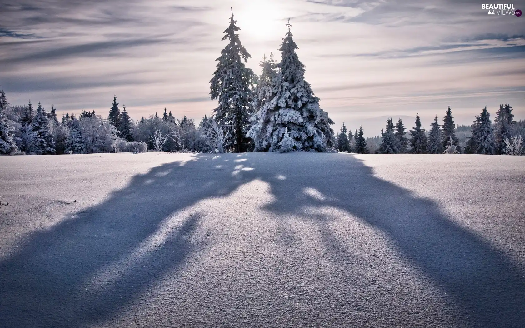 shadows, forest, Spruces