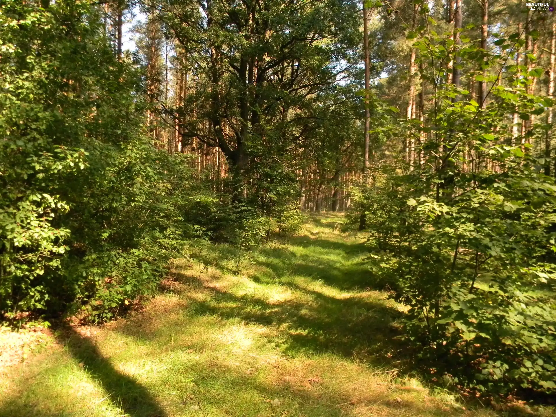 shadows, forest, Way