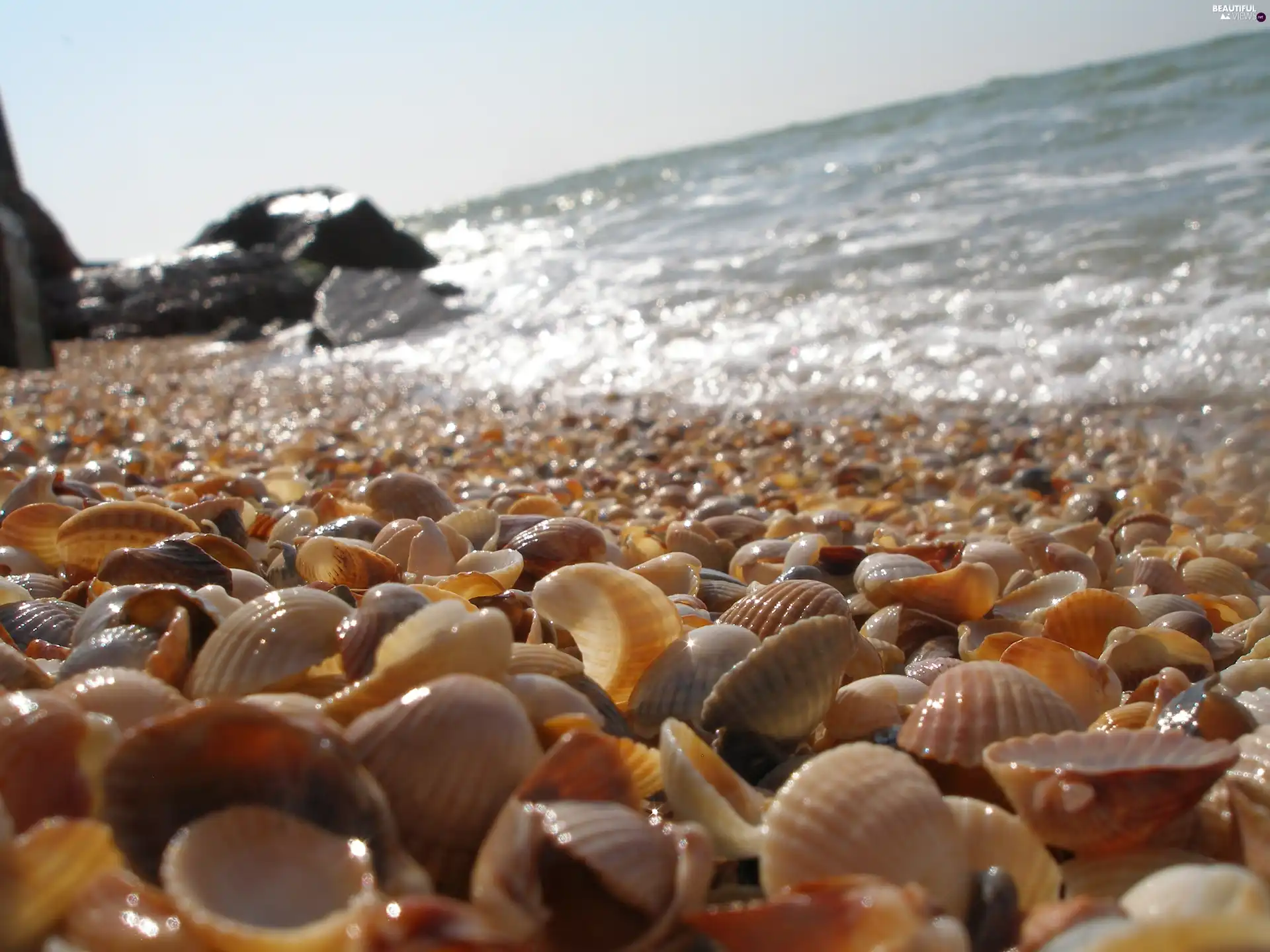 sea, Shells