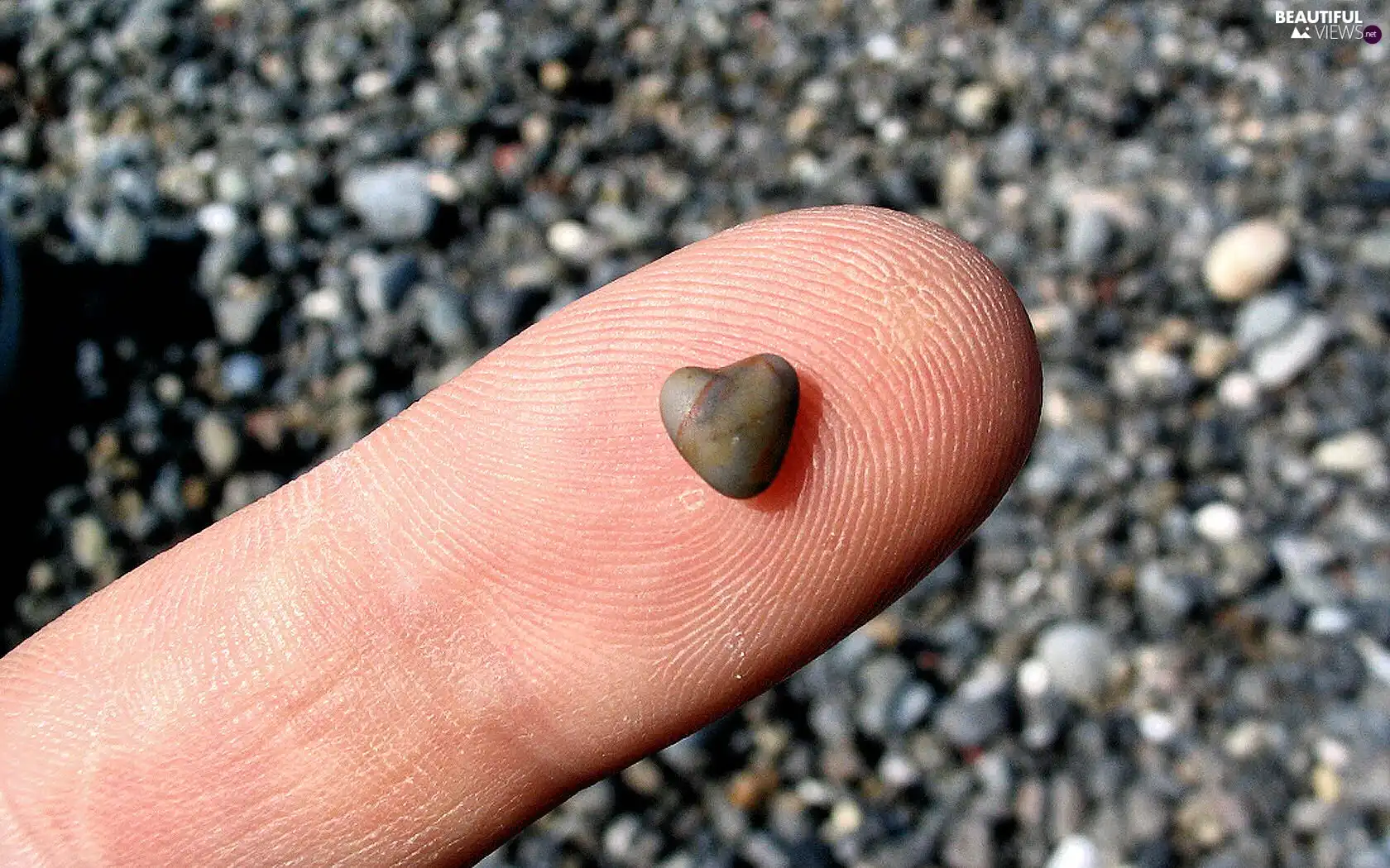 finger, Heart, shingle, little doggies