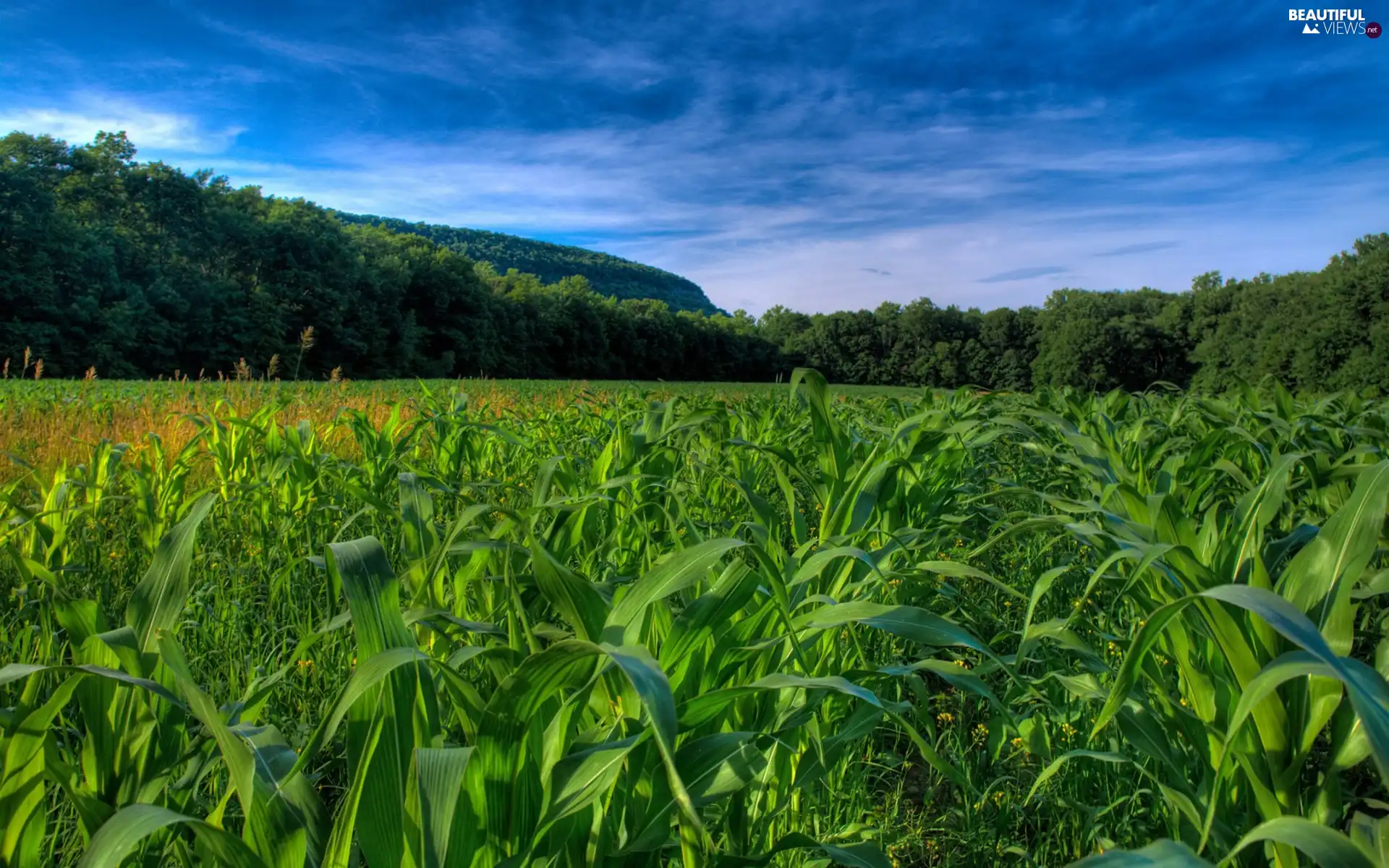 Field, forest, Sky, corn-cob