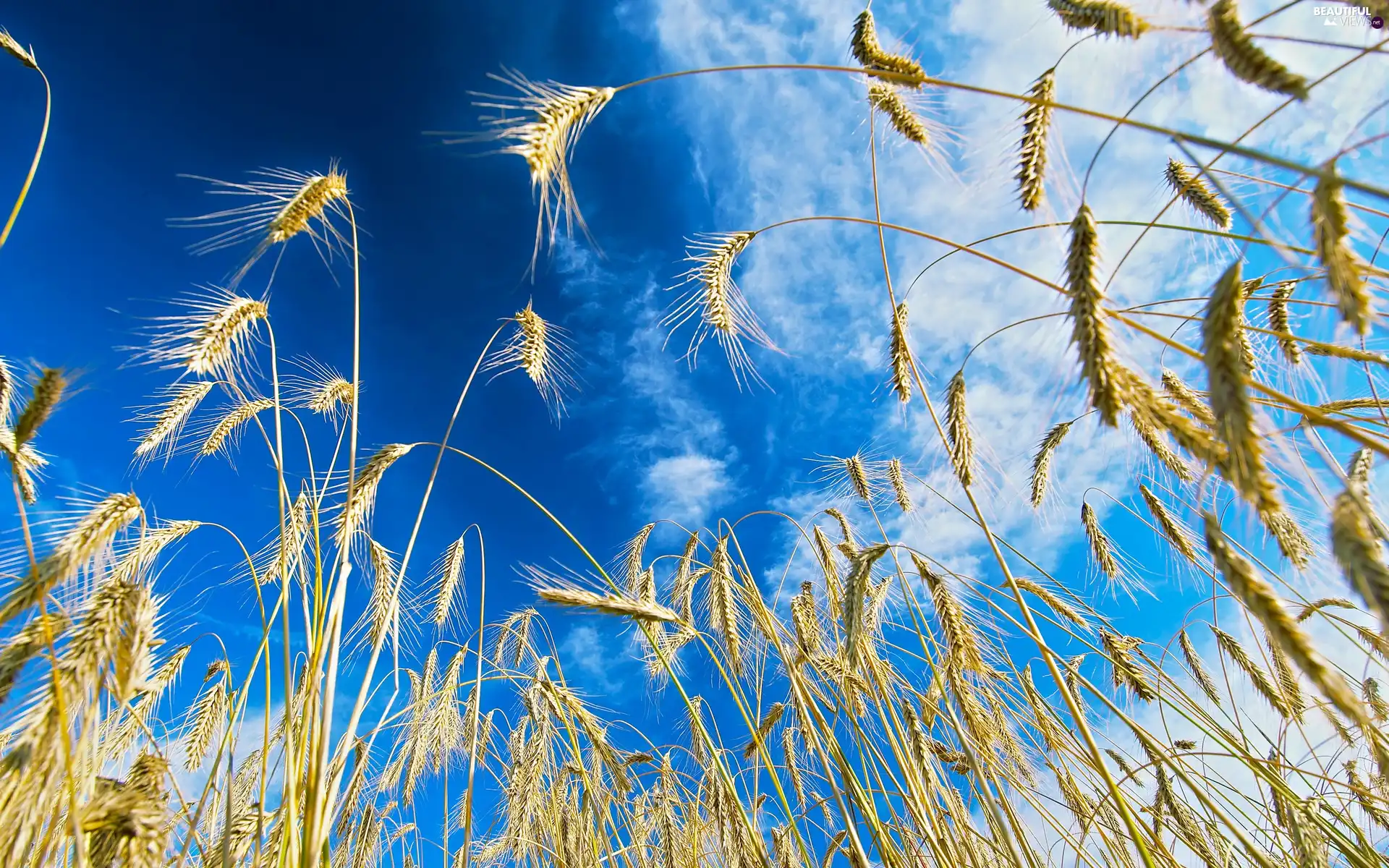 Sky, corn, Field