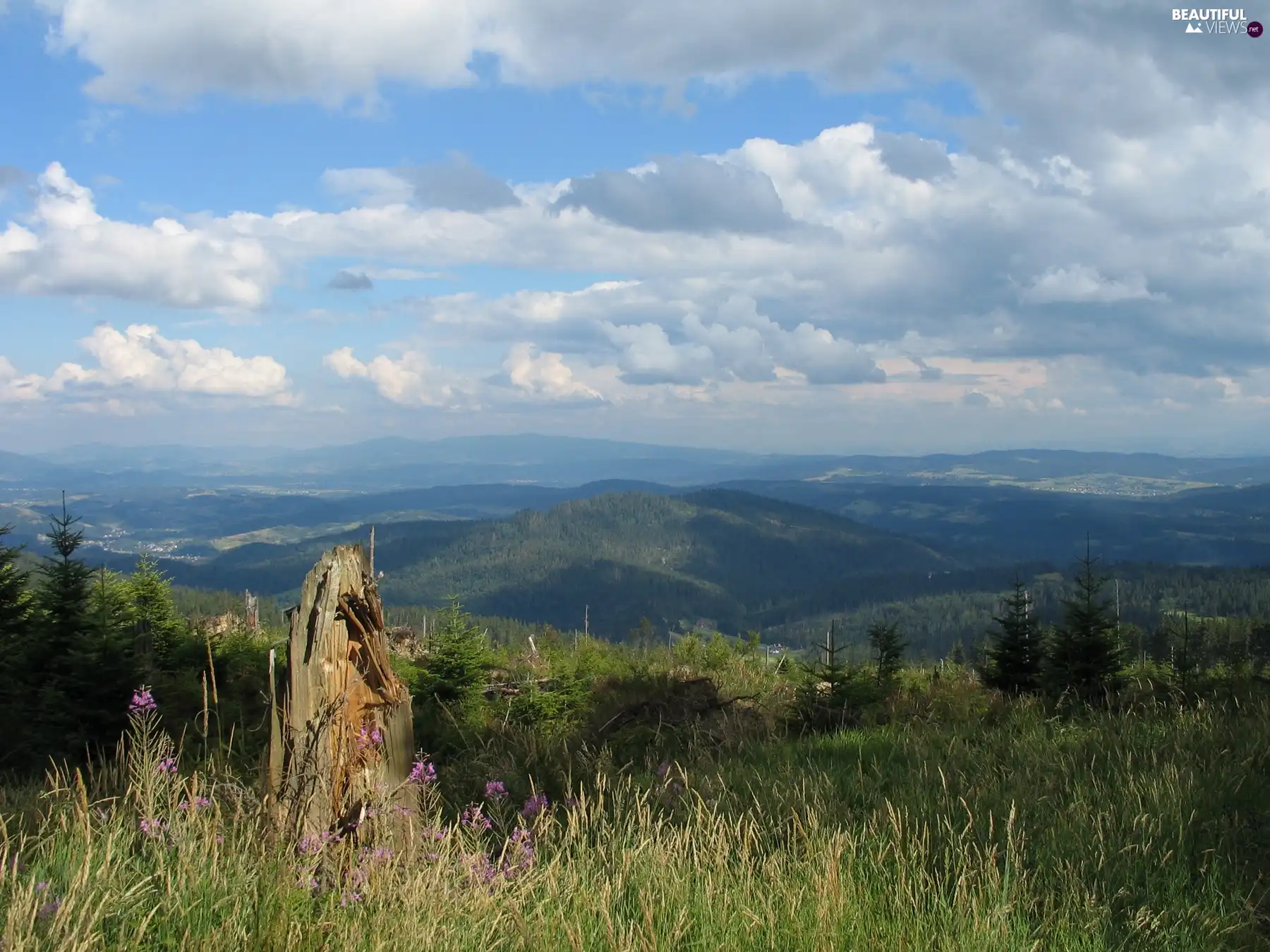 Meadow, Mountains, Sky, woods