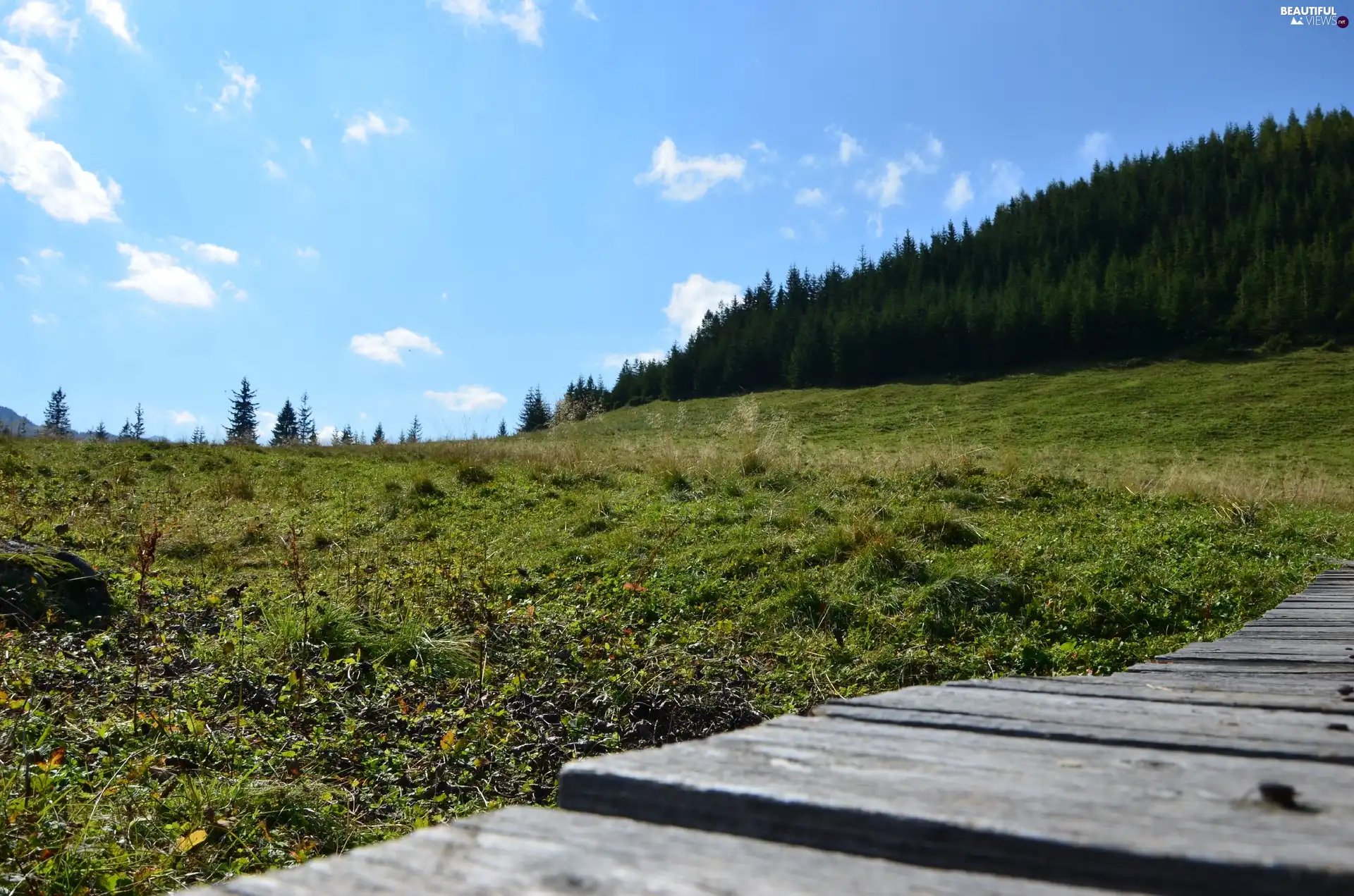 Meadow, Sky