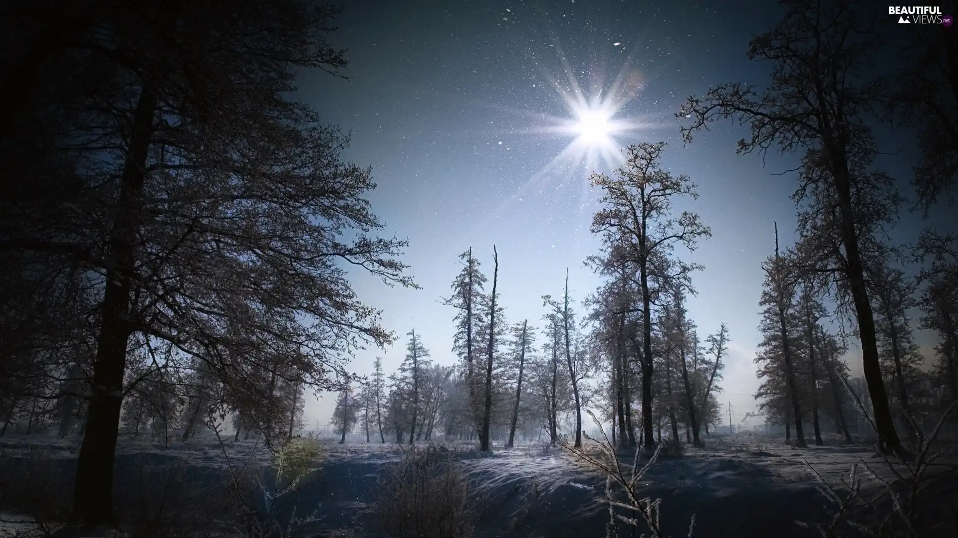 Sky, sun, trees, viewes, forest