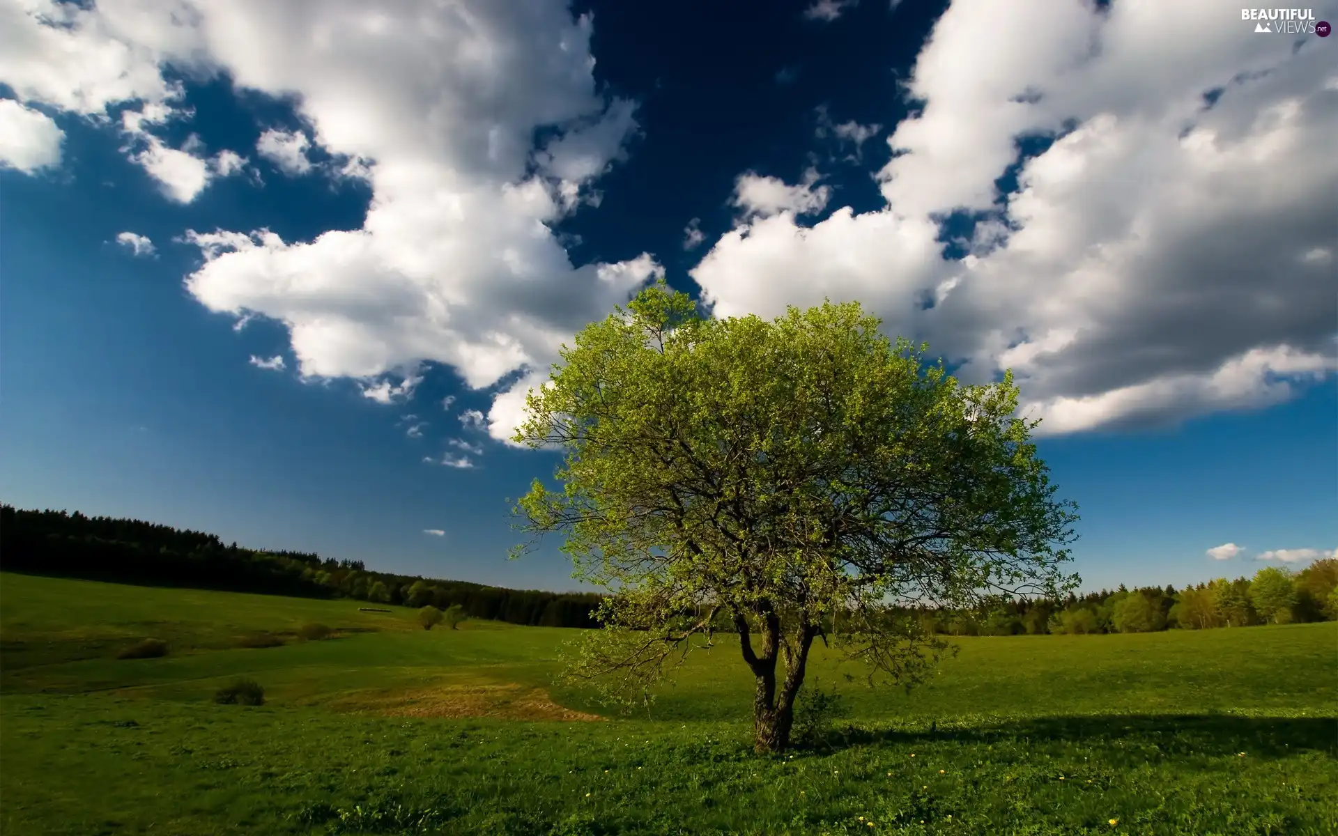 trees, clouds, Sky, Meadow