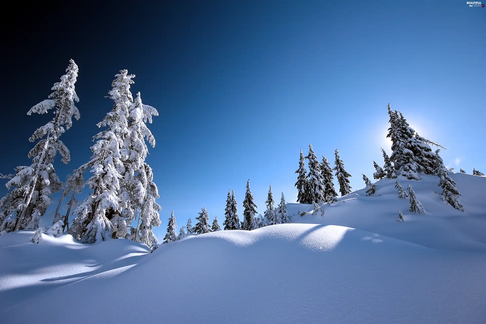 trees, snow, Sky, viewes