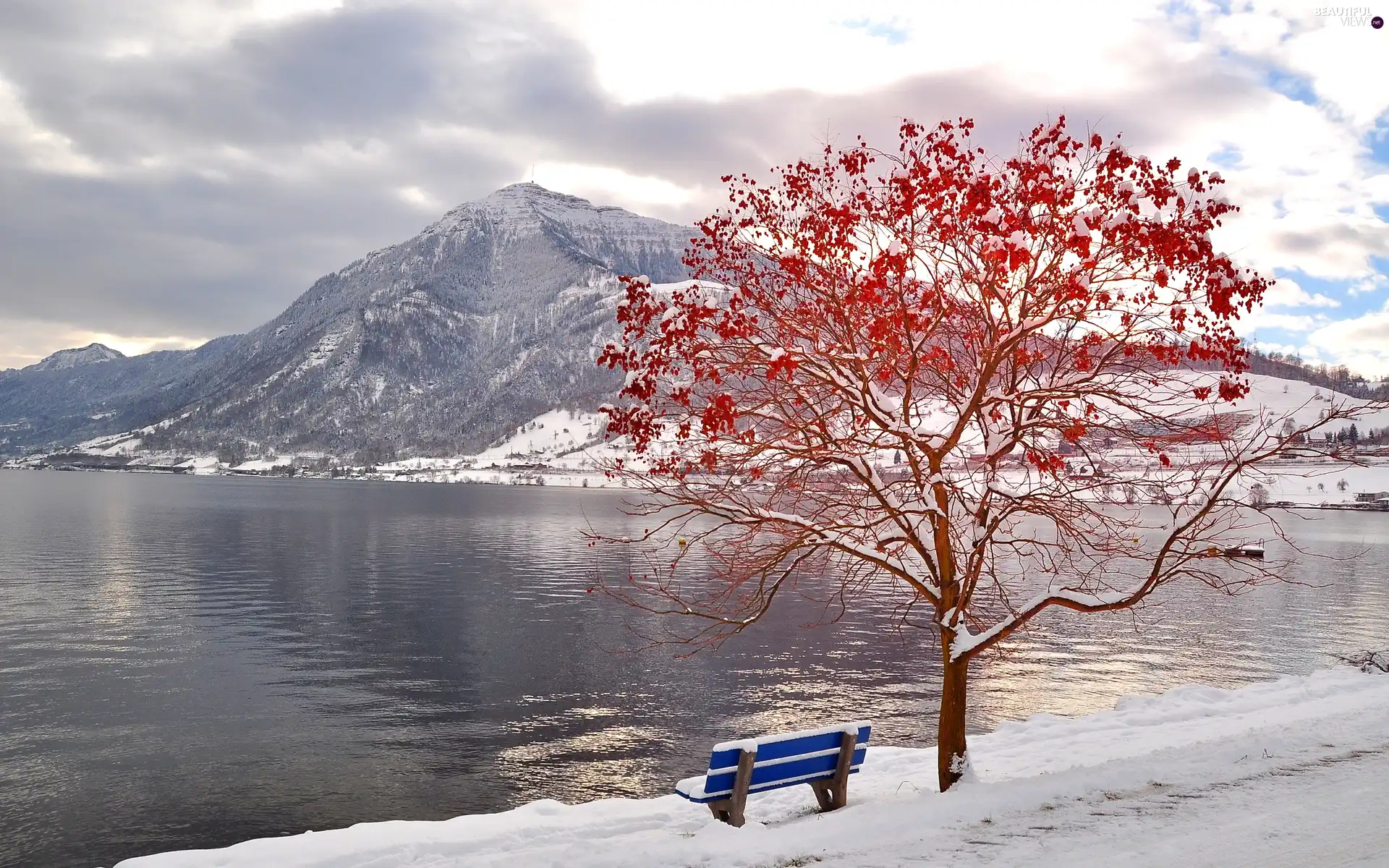 snow, trees, Bench