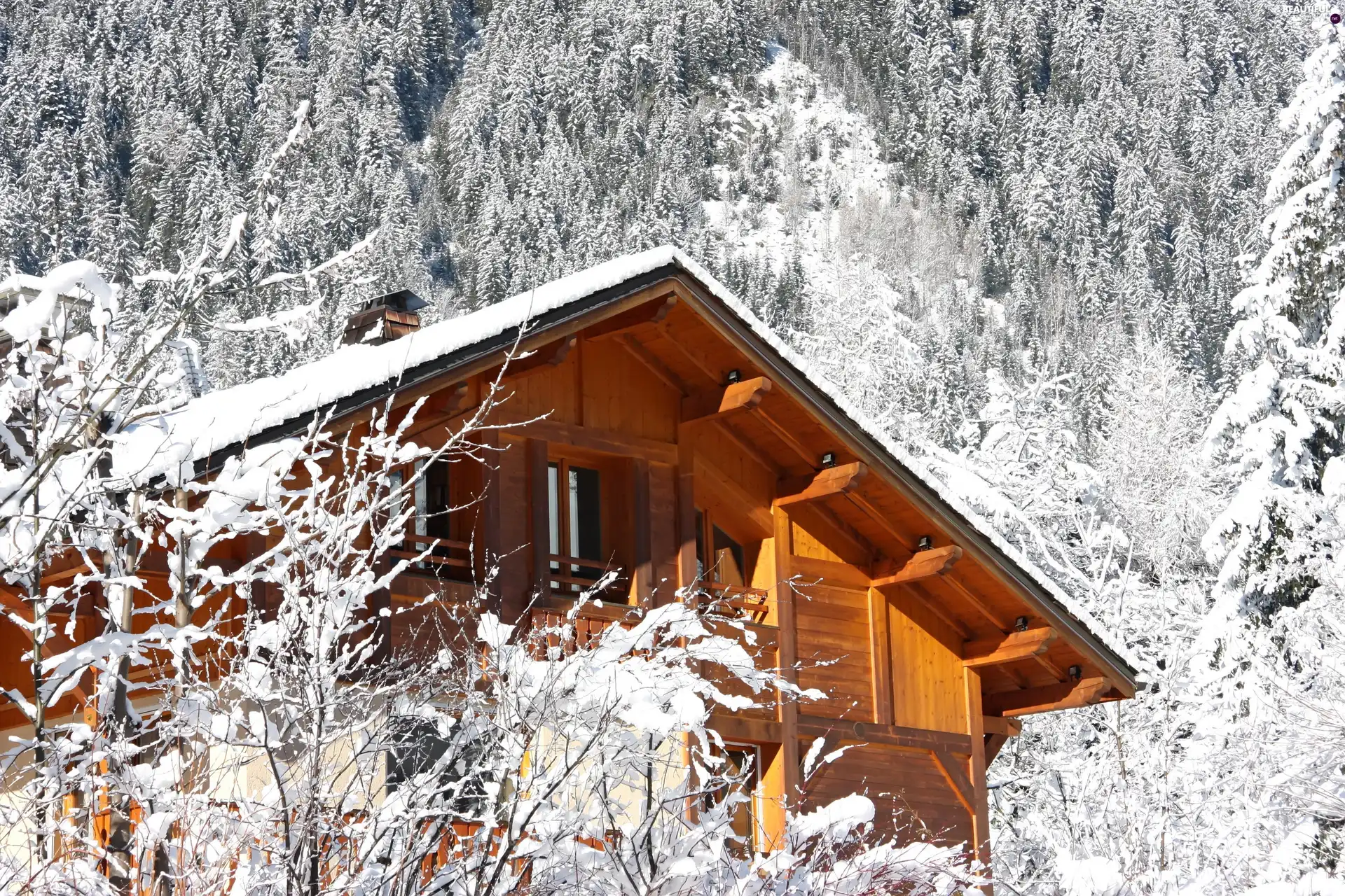 snow, Home, forest