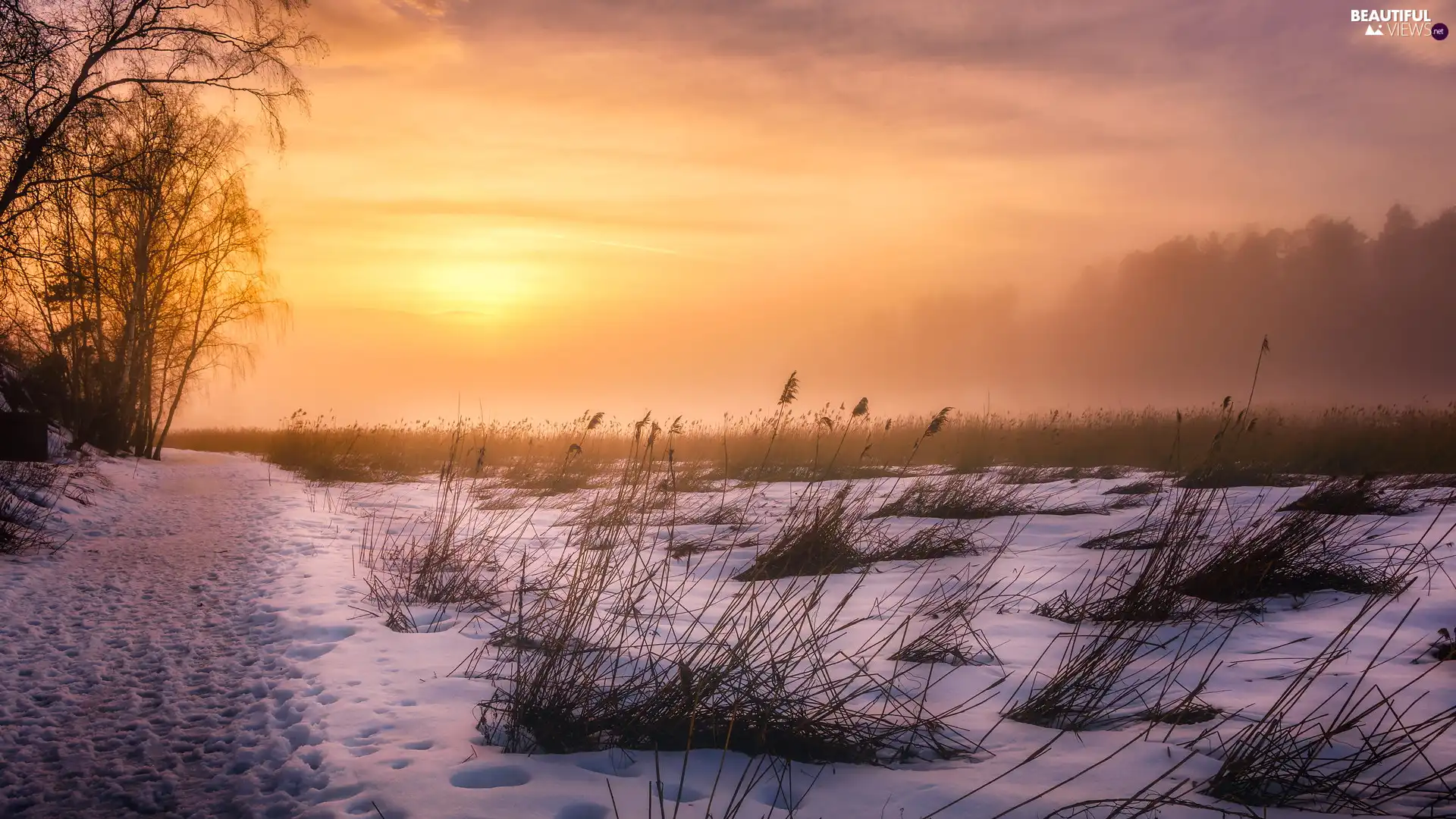 trees, winter, grass, snow, Sunrise, viewes, Way