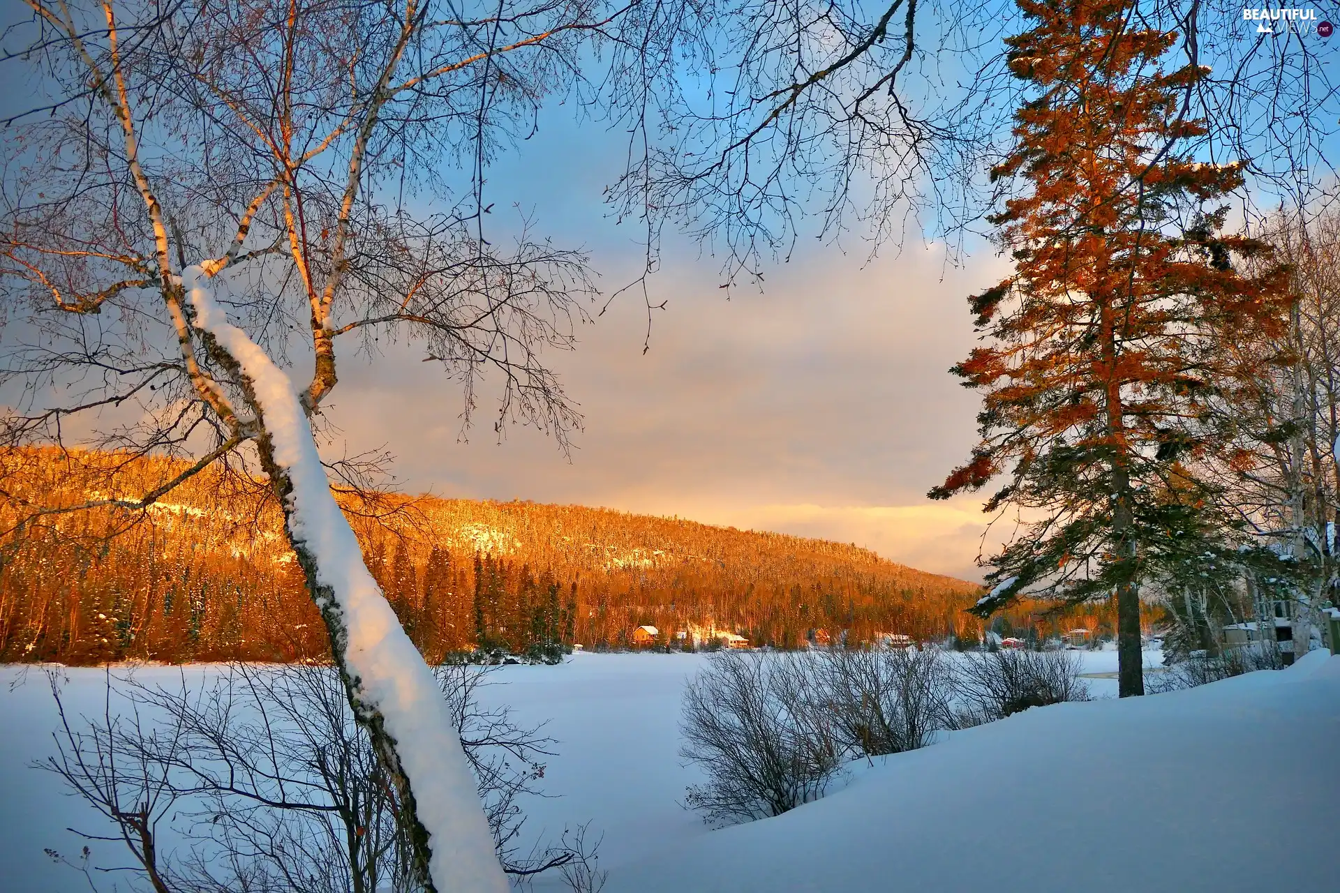 viewes, illuminated, lake, forest, frozen, trees, winter, snow