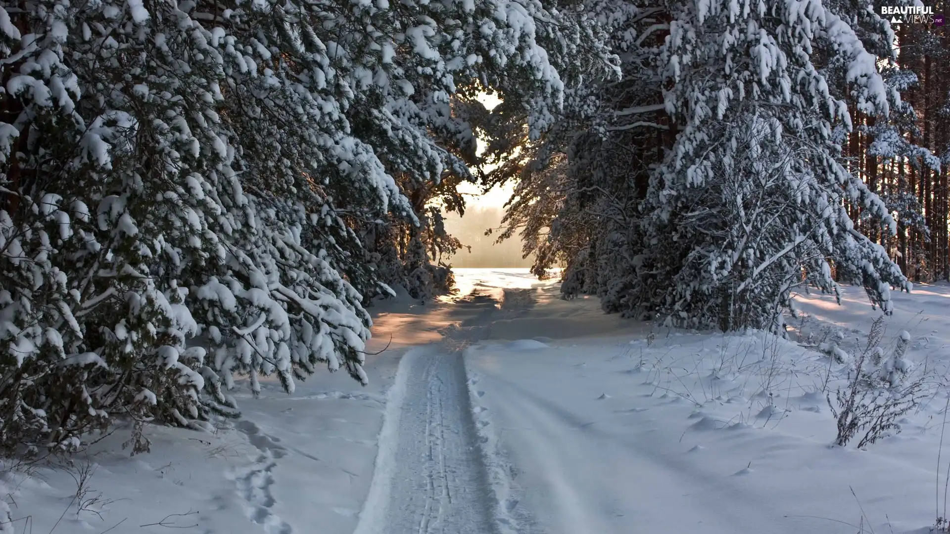 snow, forest, Path