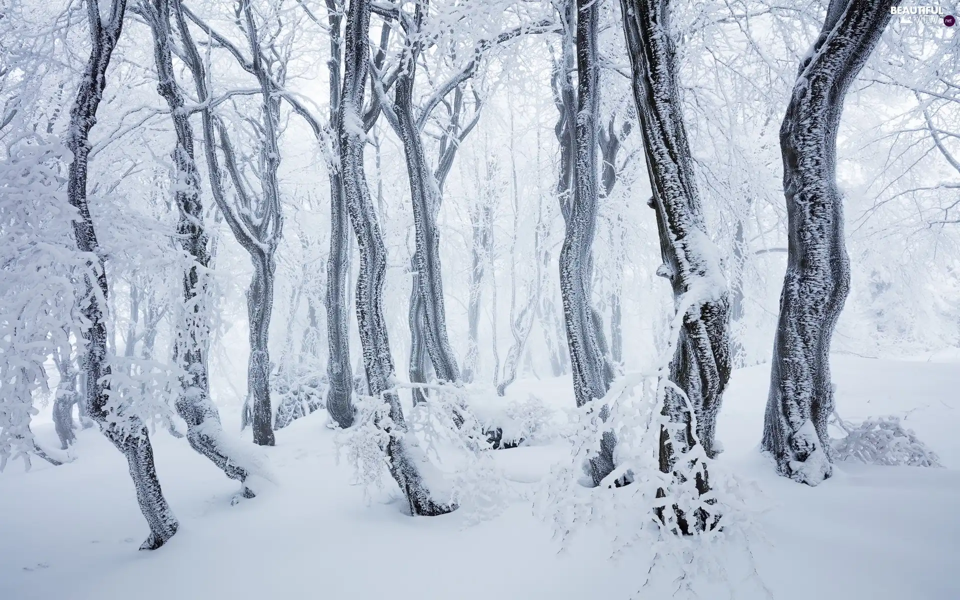 winter, snow, trees, viewes, forest