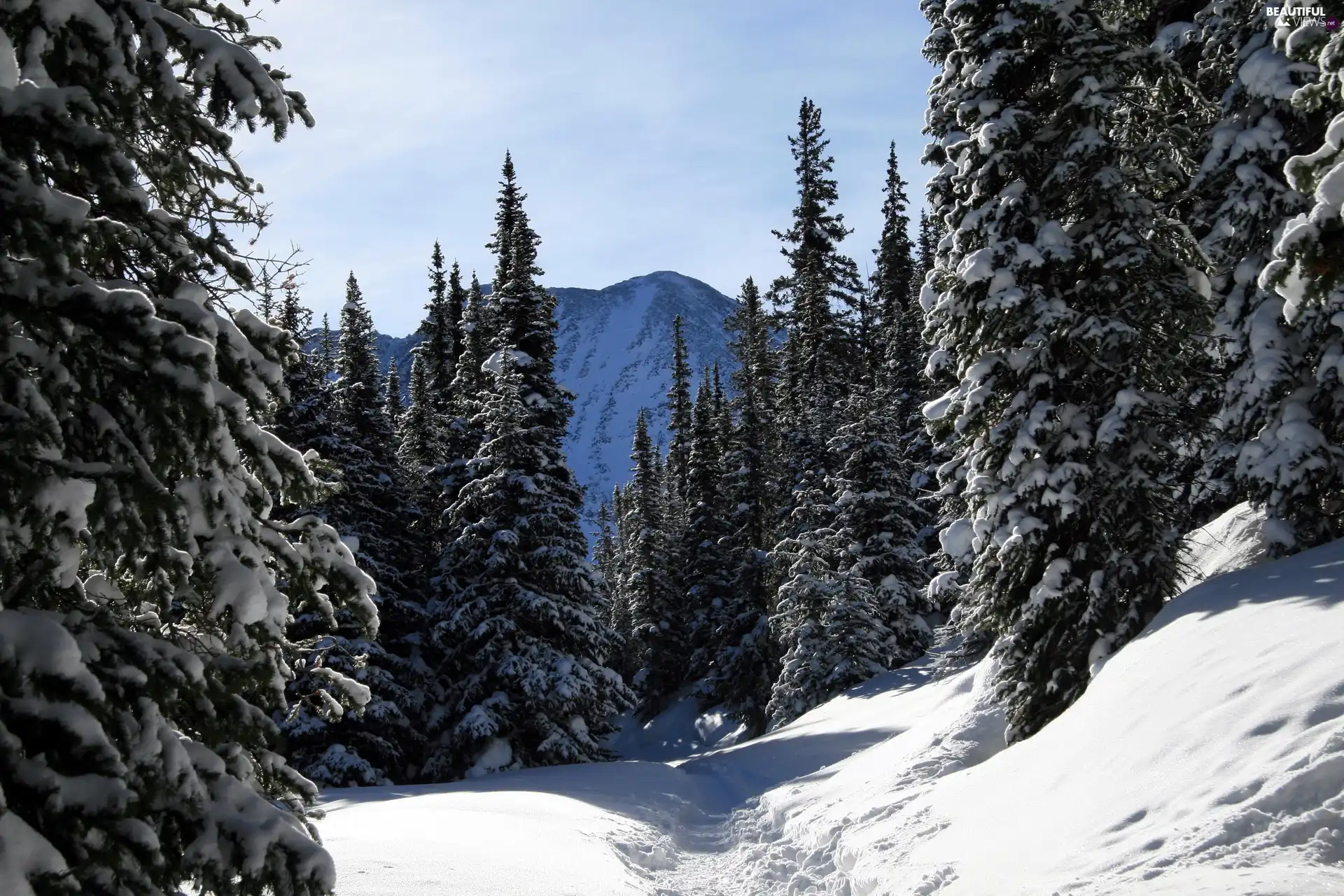 trees, Path, snow, viewes