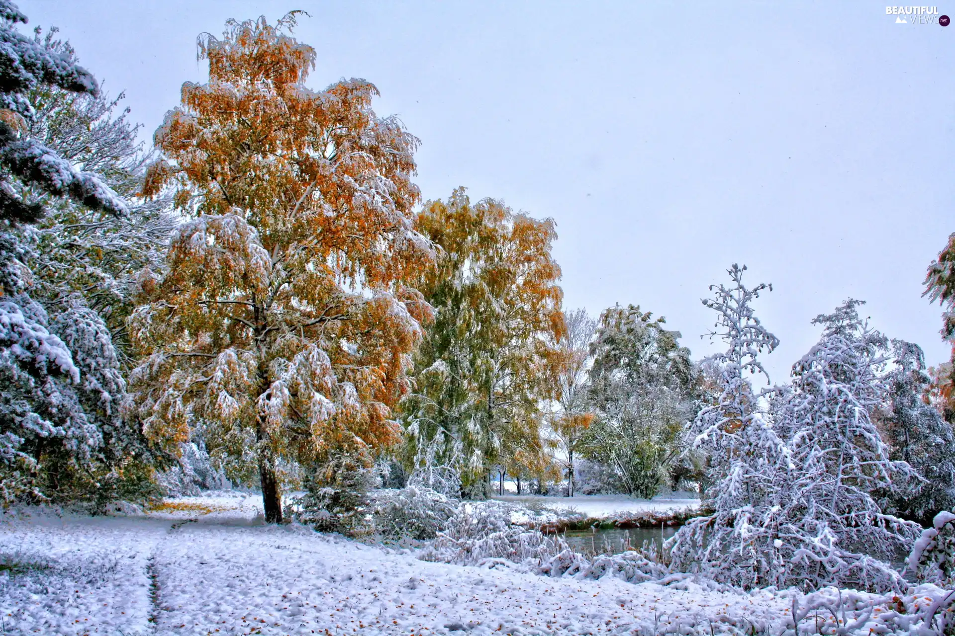 trees, rime, snow, viewes