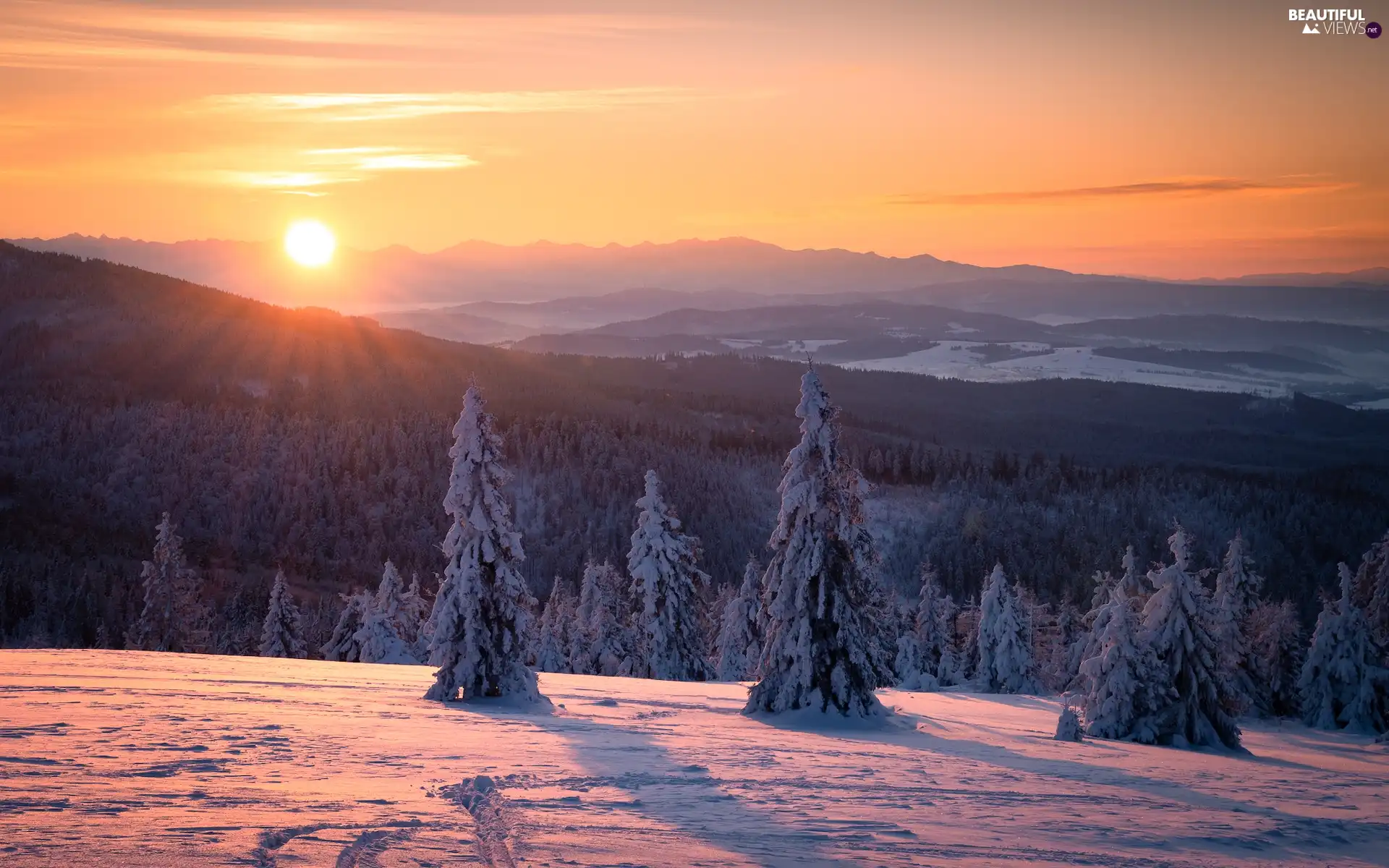 snow, winter, Spruces, Snowy, Mountains, Sunrise, viewes, woods, trees