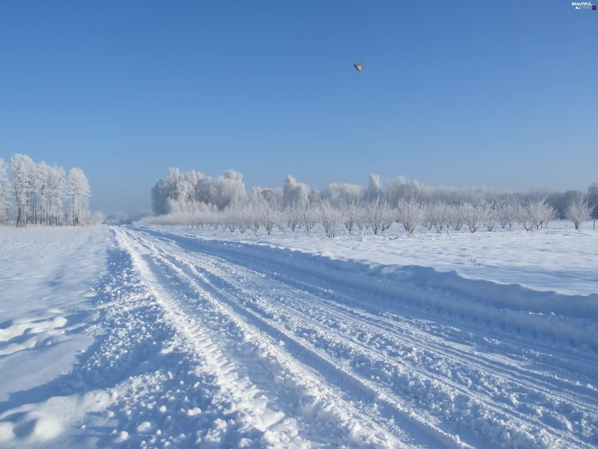 snow, Way, winter