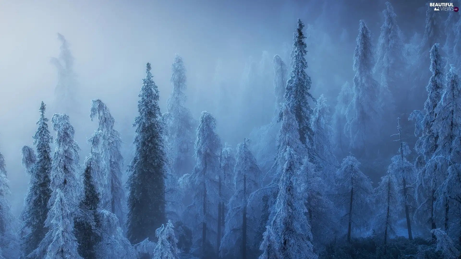 frosty, forest, viewes, Snowy, winter, trees, Fog